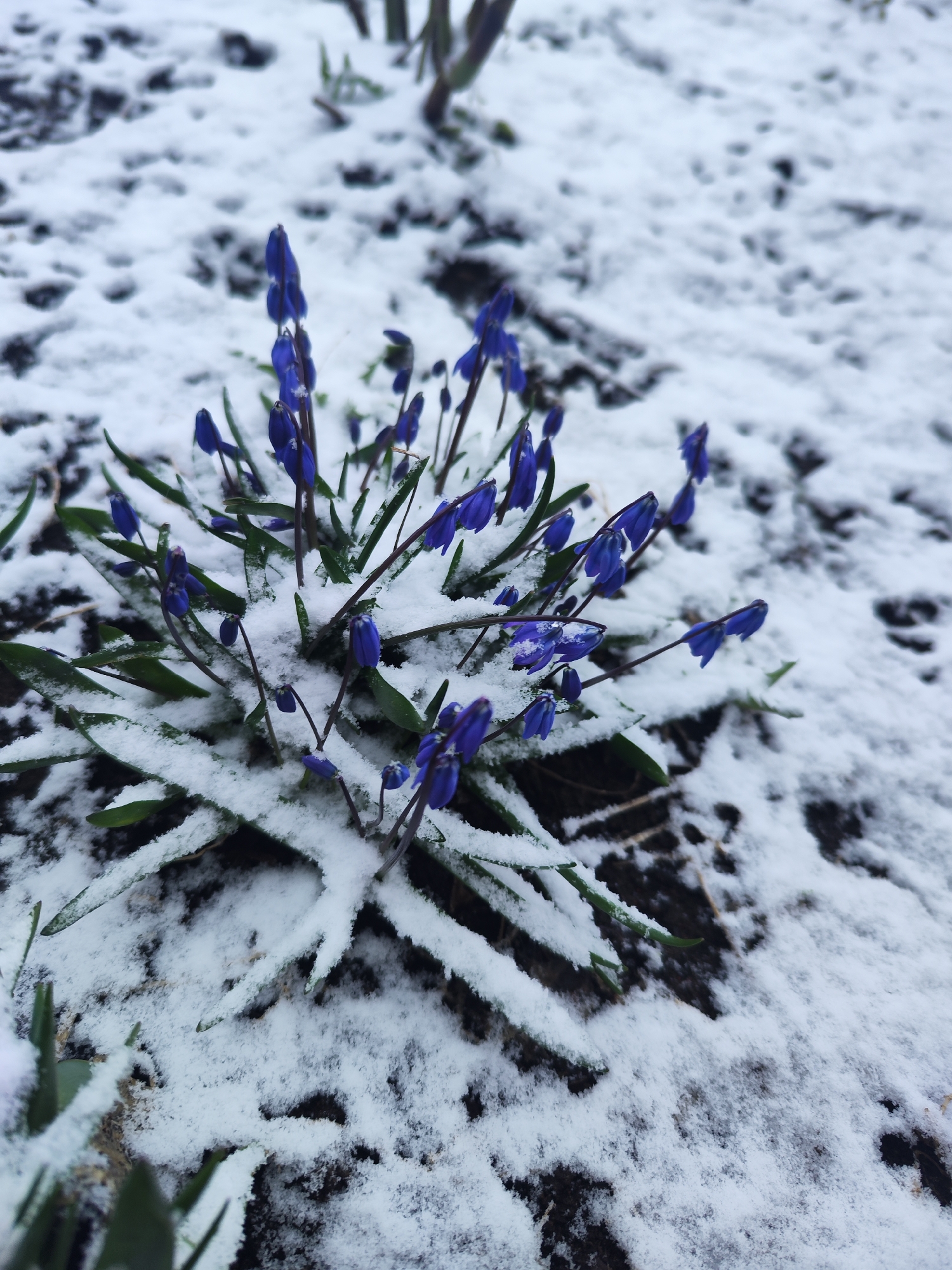 The image depicts a cluster of blue Scilla flowers emerging from a light covering of snow. The flowers are a vibrant blue, contrasting with the white snow and dark earth. The scene is likely located in Chaikovsky, Russia, based on the prompt. There are no people visible. The environment appears to be a garden or park. The main action is the flowers blooming despite the presence of snow.