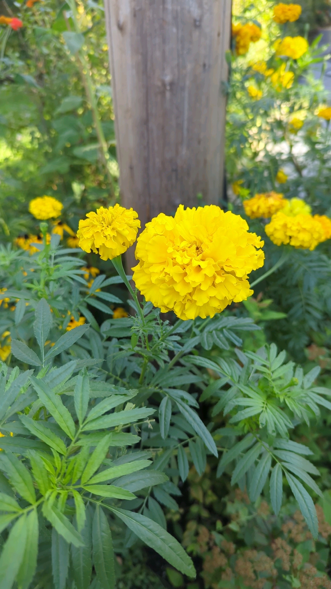 The image shows a close-up of bright yellow marigold flowers blooming in a garden. A rough, weathered wooden pole is visible in the background, slightly off-center to the right. The flowers are in focus in the foreground, with their ruffled petals clearly defined. The leaves of the marigold plants are a vibrant green and feathery in appearance. In the background, other yellow flowers and green foliage are visible, creating a lush and natural setting. The lighting suggests it is daytime, with sunlight illuminating the flowers. There are no people or animals present in the image. The scene appears to be outdoors, likely in a residential garden or a park. There is no information in the image to indicate this location is in Montreal, Canada.