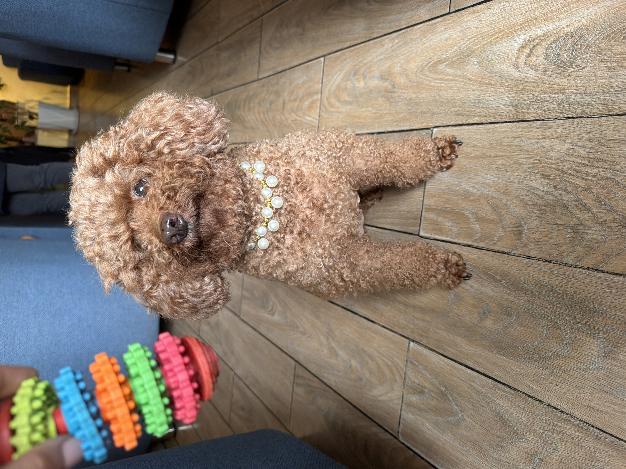 A brown poodle, wearing a pearl necklace, sits on a wooden floor in Cam Ly - Đà Lạt, Vietnam. To the left of the poodle, a hand holds a colorful dog toy. In the background, out-of-focus blue chairs are visible, along with a partial view of people and plants.