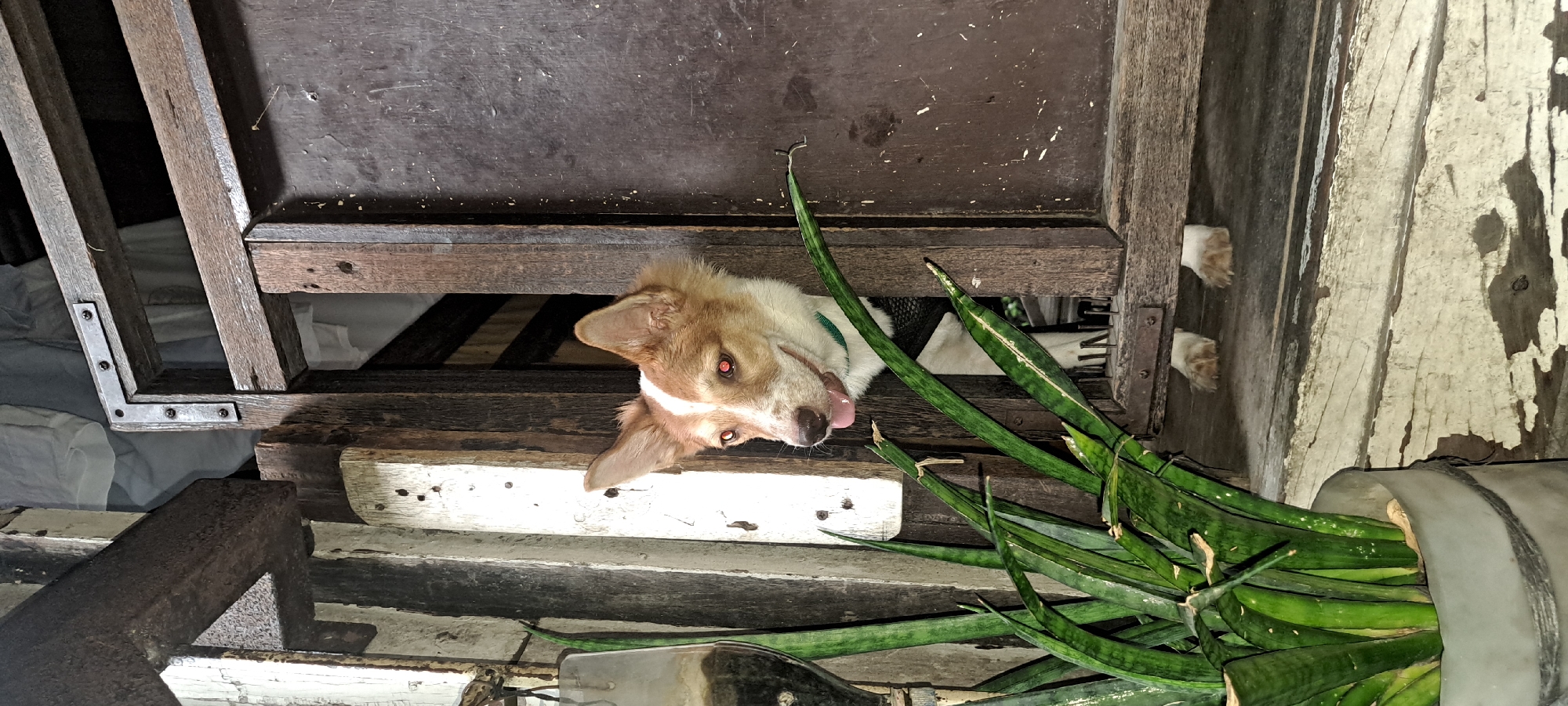 A medium shot captures a dog with tan and white fur peeking through a gap in weathered wooden shutters. The dog's head and chest are visible, with its tongue slightly out and its ears perked up. The dog is wearing a green collar and a dark vest. In the foreground, a snake plant in a light-colored pot with a rough string wrap stands to the left. The background shows a sliver of light-colored fabric, possibly clothing, hanging behind the wooden structure. The overall scene is set outdoors, with elements of aged wood and greenery suggesting a rustic or natural environment. The lighting is dim, with the dog's eyes reflecting a reddish glow. The image appears to be taken in Mandaluyong City, Philippines, likely in an outdoor setting such as a balcony or patio.