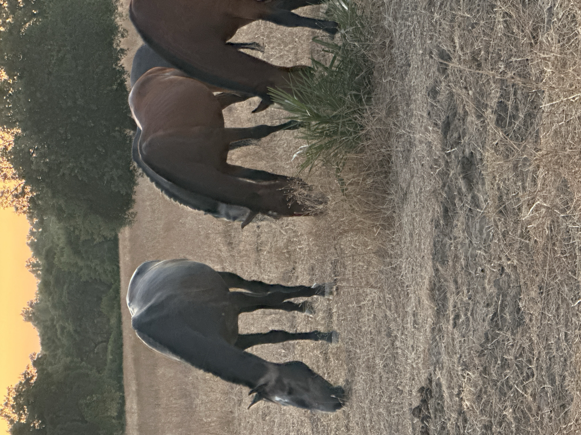 The image depicts a serene rural scene at sunset, located in the outskirts of El Pinto, Spain. Four horses are grazing in a dry, sun-baked field. The sky displays a warm, vibrant gradient of orange and yellow, indicating the end of the day. Lush green trees form a dense line along the horizon, contrasting with the arid landscape.
In the foreground, a dark-colored horse with a white marking on its face lowers its head to eat from the dry grass. To its right, a reddish-brown horse is also grazing, its head partially obscured by a clump of green vegetation. Further to the right, another reddish-brown horse is visible, with only its head and neck in frame, also engaged in eating. Behind these horses, the rump of a fourth, dark-colored horse can be seen.
The ground is covered with a thick layer of dry, straw-like grass, interspersed with patches of dark soil. The overall impression is one of peaceful solitude in a natural, undeveloped setting.