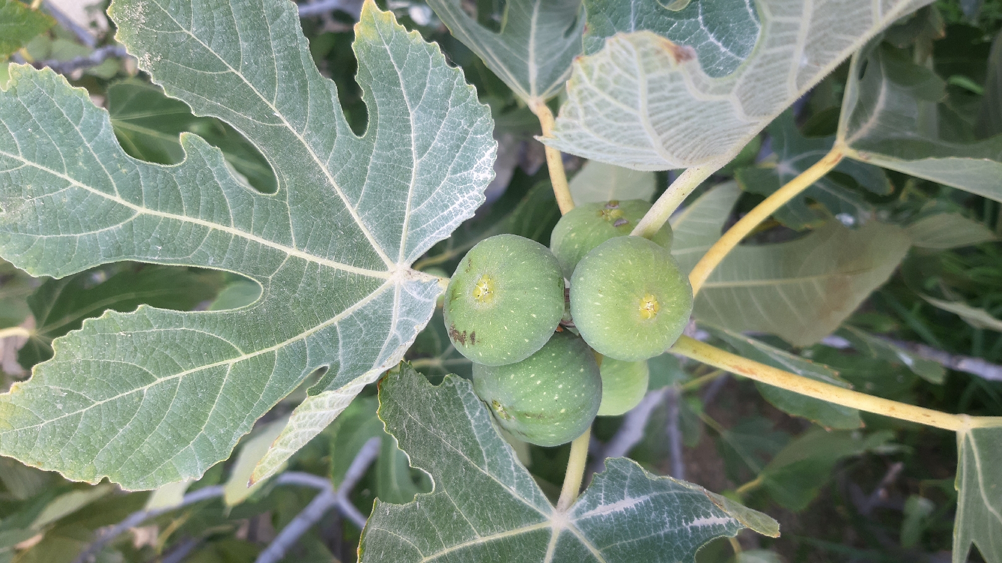 The image is a close-up shot of several unripe green figs growing on a tree branch, with large, lobed fig leaves visible in the foreground and background. The figs are clustered together, some appearing larger than others, and exhibit small white speckles. The leaves are a dusty green color, with prominent veins and slightly serrated edges. The stems are a pale yellow-green. The background is out of focus, showing more foliage and hints of a natural, possibly outdoor environment. The scene appears to be a natural setting, likely in a garden or orchard. There are no people or human activity visible in the image. The location in Korgöz, Azerbaijan, is not discernible from the visual information provided in the image itself.