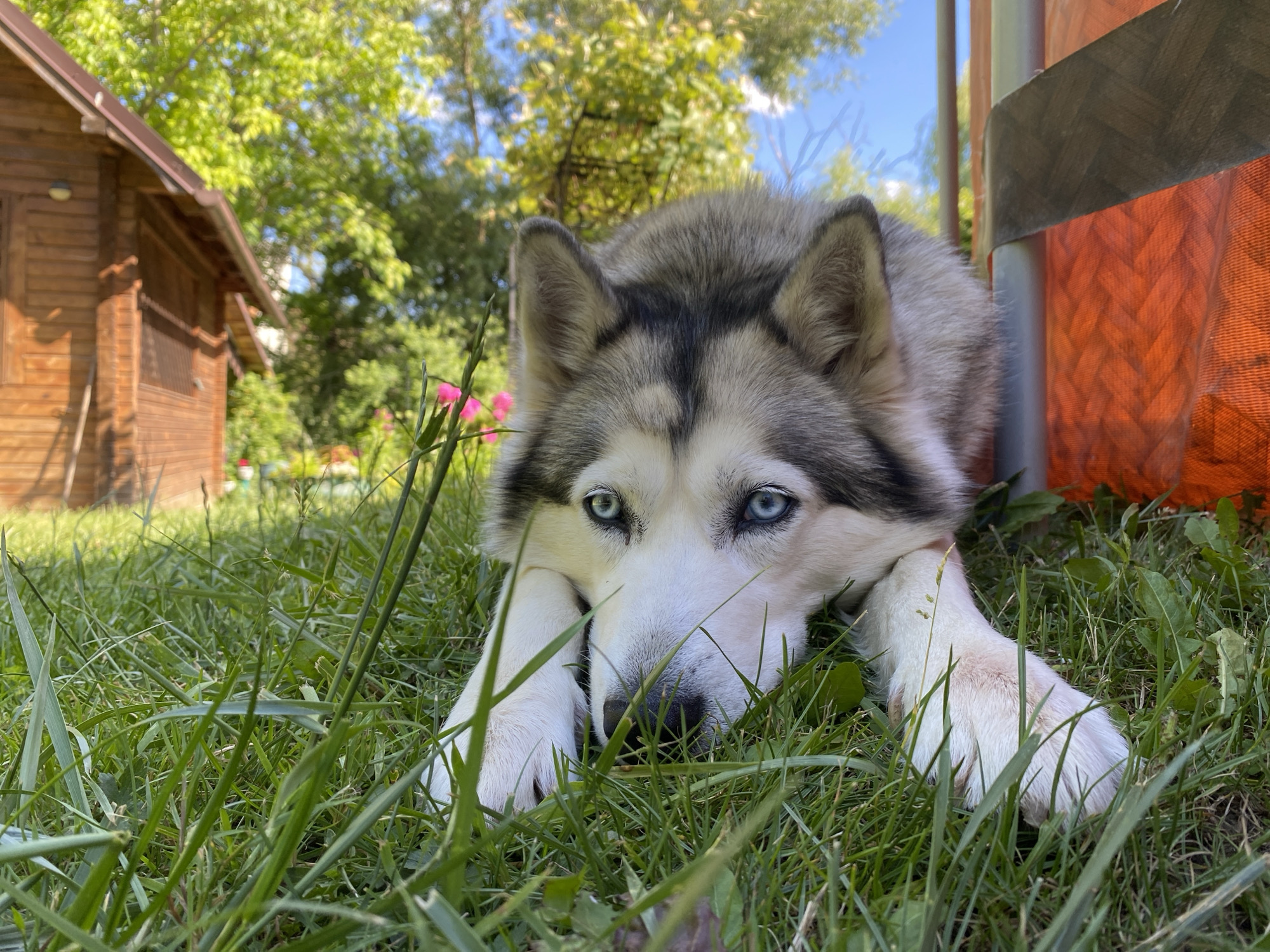 A husky dog with striking blue eyes lies in green grass, its head resting on its paws. The dog's fur is a mix of gray, white, and black. In the background, a wooden cabin is visible to the left, surrounded by lush green trees. To the right, an orange object with a woven pattern is partially visible, next to a gray cylindrical pole. The sky above is blue with scattered clouds. The scene appears to be in an outdoor, possibly rural or suburban, setting.