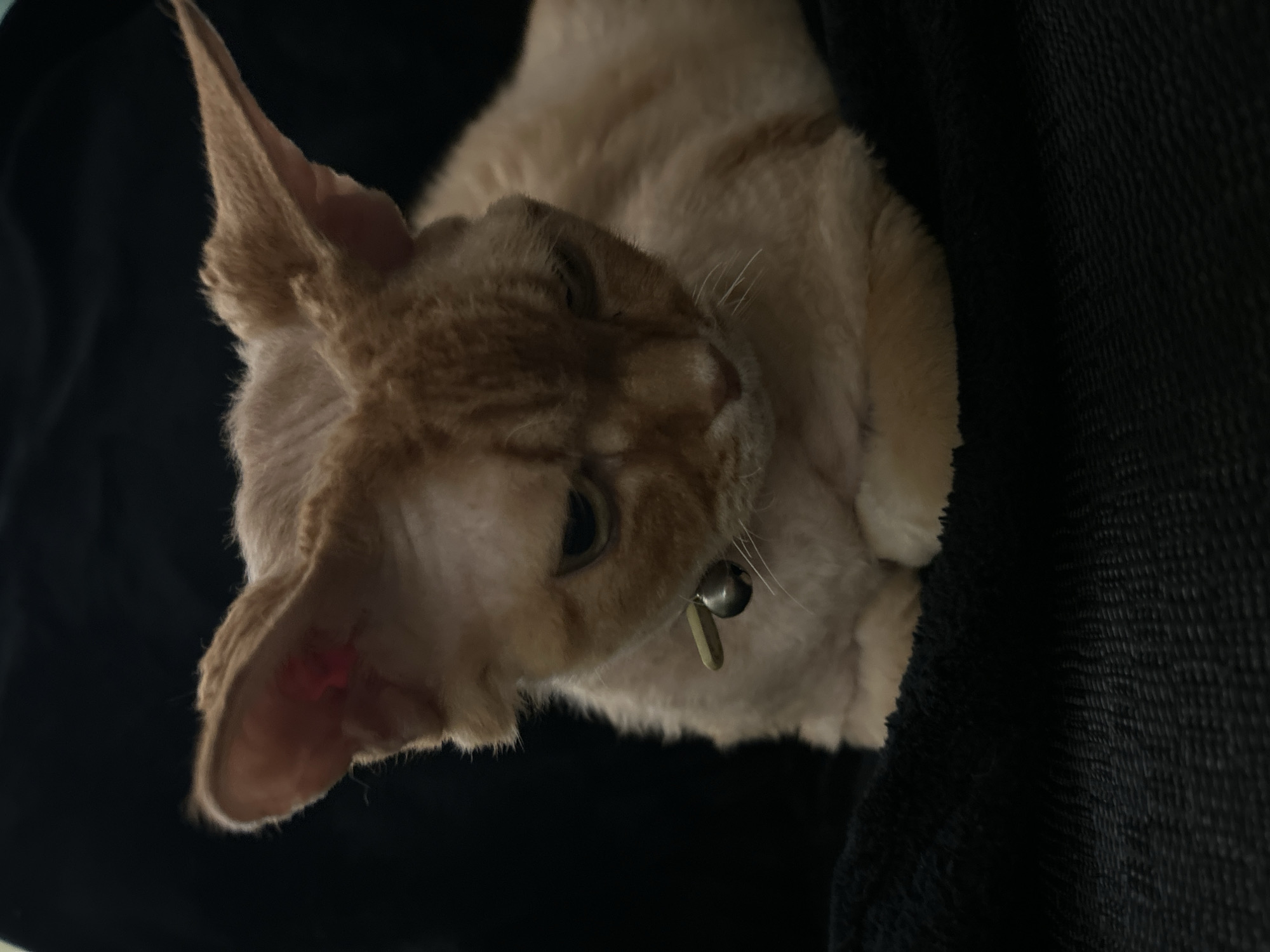 A close-up shot depicts a pale orange cat with large, pointed ears and a small bell on its collar. The cat is positioned on a dark, textured surface, possibly a blanket or piece of clothing. The image is slightly rotated, giving the impression that the cat is tilting its head. The cat's facial expression is somewhat sleepy or relaxed. The location is unspecified and unknown.