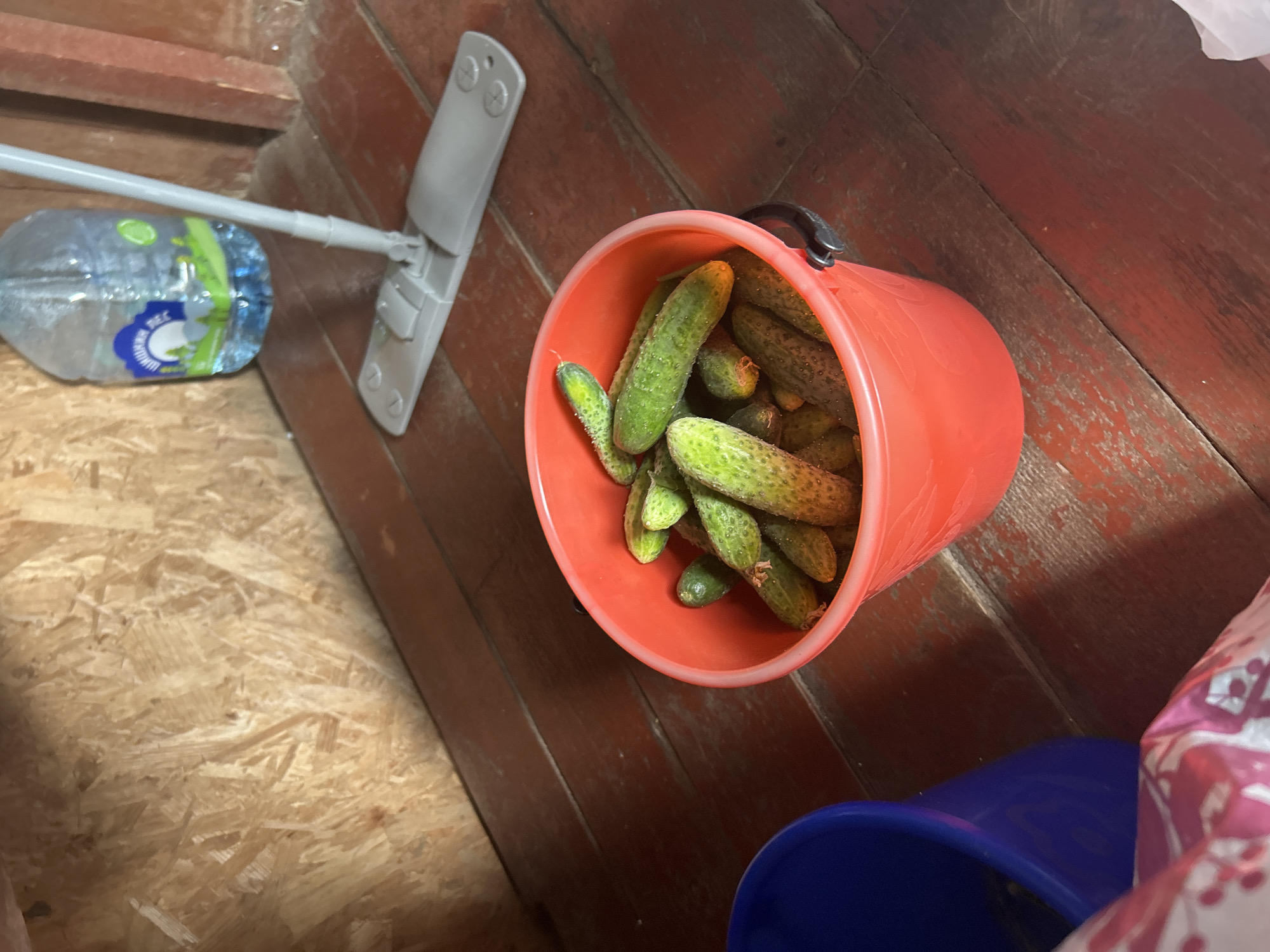 A bucket filled with cucumbers is sitting on a wooden floor. Next to the bucket is a blue bucket. In the background, there is a bottle of water and a mop. The wall behind the objects is made of particleboard.