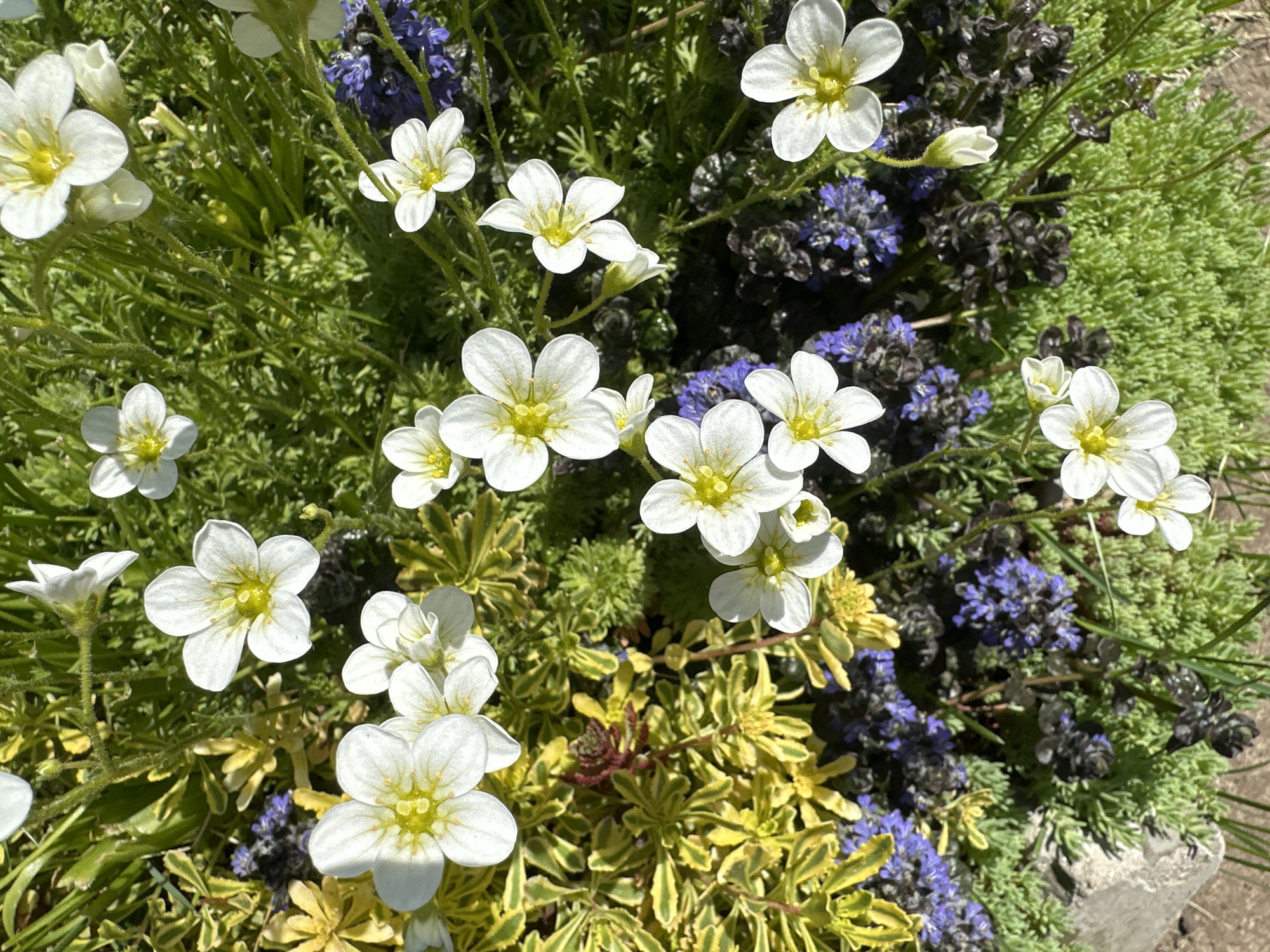 This image shows a close-up, high-angle view of a variety of plants. Predominantly, there are numerous white, five-petaled flowers with yellow centers, arranged throughout the frame. Interspersed among these white flowers are patches of purple flowering plants. There is also a patch of bright green, moss-like foliage, and an area of variegated yellow and green foliage. The plants appear to be growing closely together. The location is indicated as Chaikovsky, Russia.