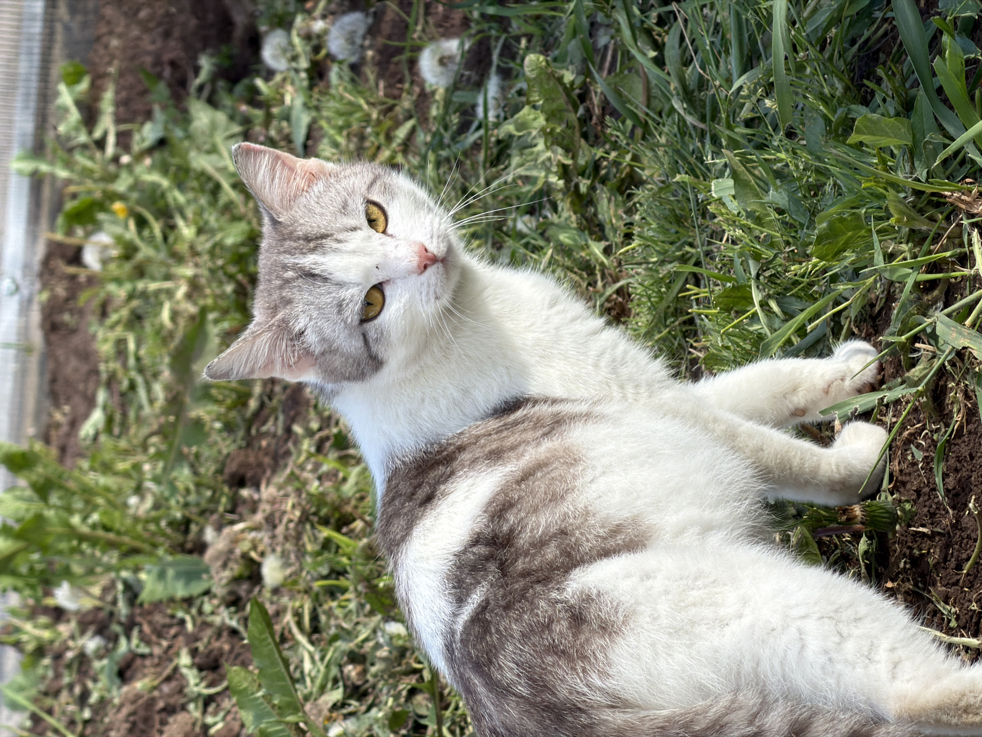 A cat is lying on its back on the ground. The cat has gray and white fur, and its eyes are yellow. The cat is positioned amidst a mix of grass, weeds, and soil. In the background, there is a translucent, possibly plastic, structure. The environment appears to be outdoors, possibly in a garden or unkempt yard. The specific location details provided (Ol'khovo, Russia) are beyond the scope of visual detail.