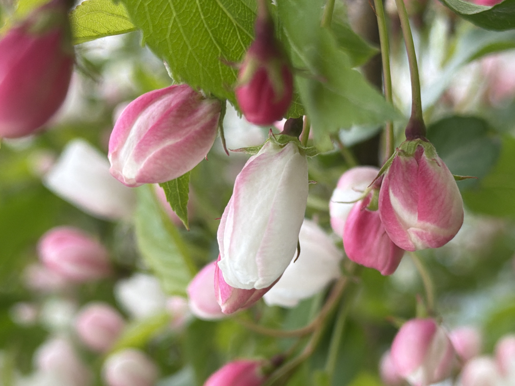 The image shows a close-up of pink and white flower buds on a tree branch. The buds are at various stages of opening, some tightly closed and others partially open, revealing white petals. Green leaves are visible among the buds. The background is blurred, suggesting a shallow depth of field. The location, Chaikovsky, Russia, is not evident in the image itself, but is provided as contextual information.