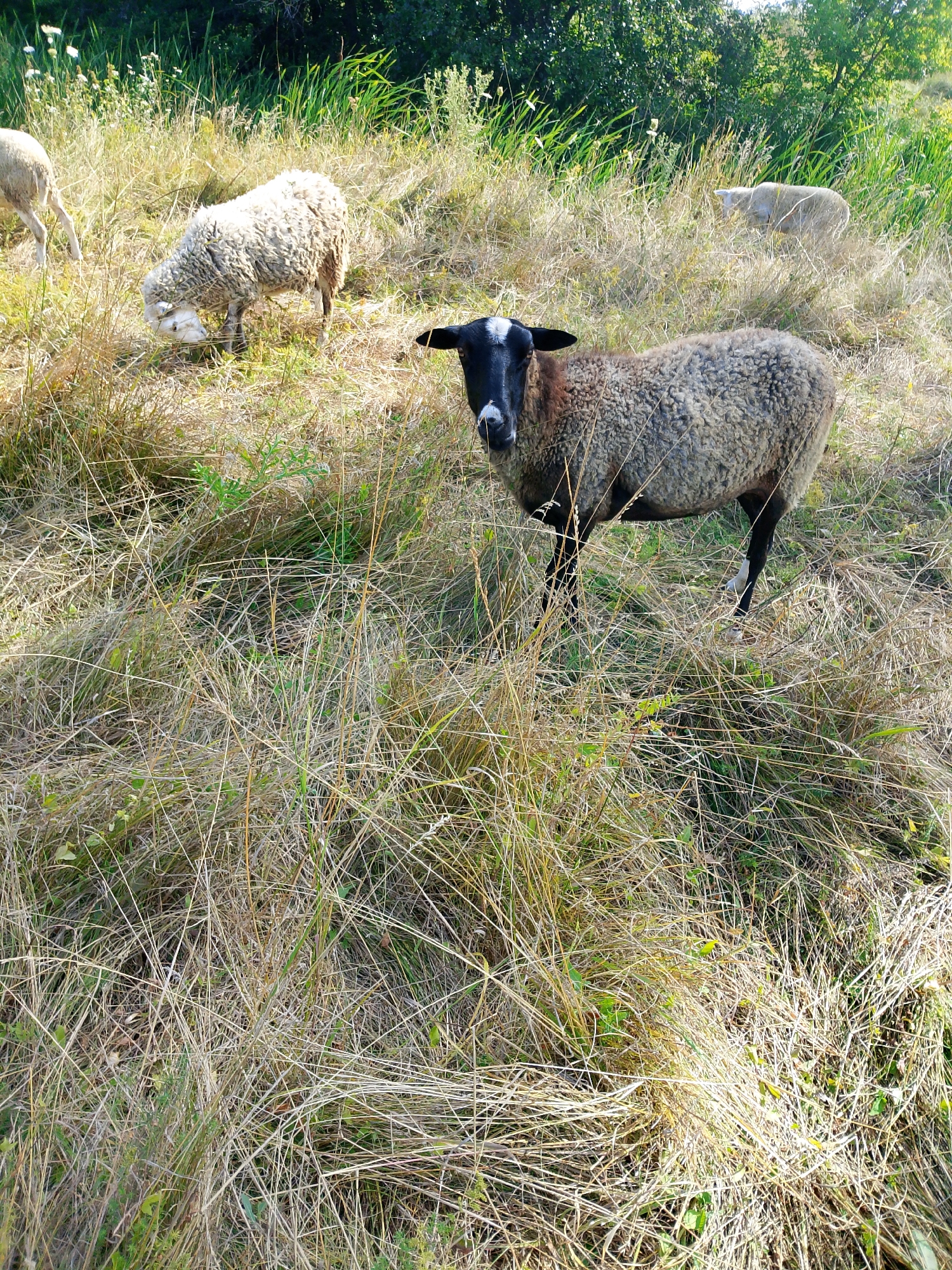 An adult sheep with black and white markings on its face stands in a field of dry, tall grass. The sheep is facing the camera, its wool is a mix of gray and brown. In the background, two other sheep are visible, one is white and appears to be grazing, and another white sheep is further in the distance. The environment is a natural, overgrown landscape with patches of green foliage and trees in the background. The lighting suggests it is daytime, possibly late afternoon due to the warm tones.
