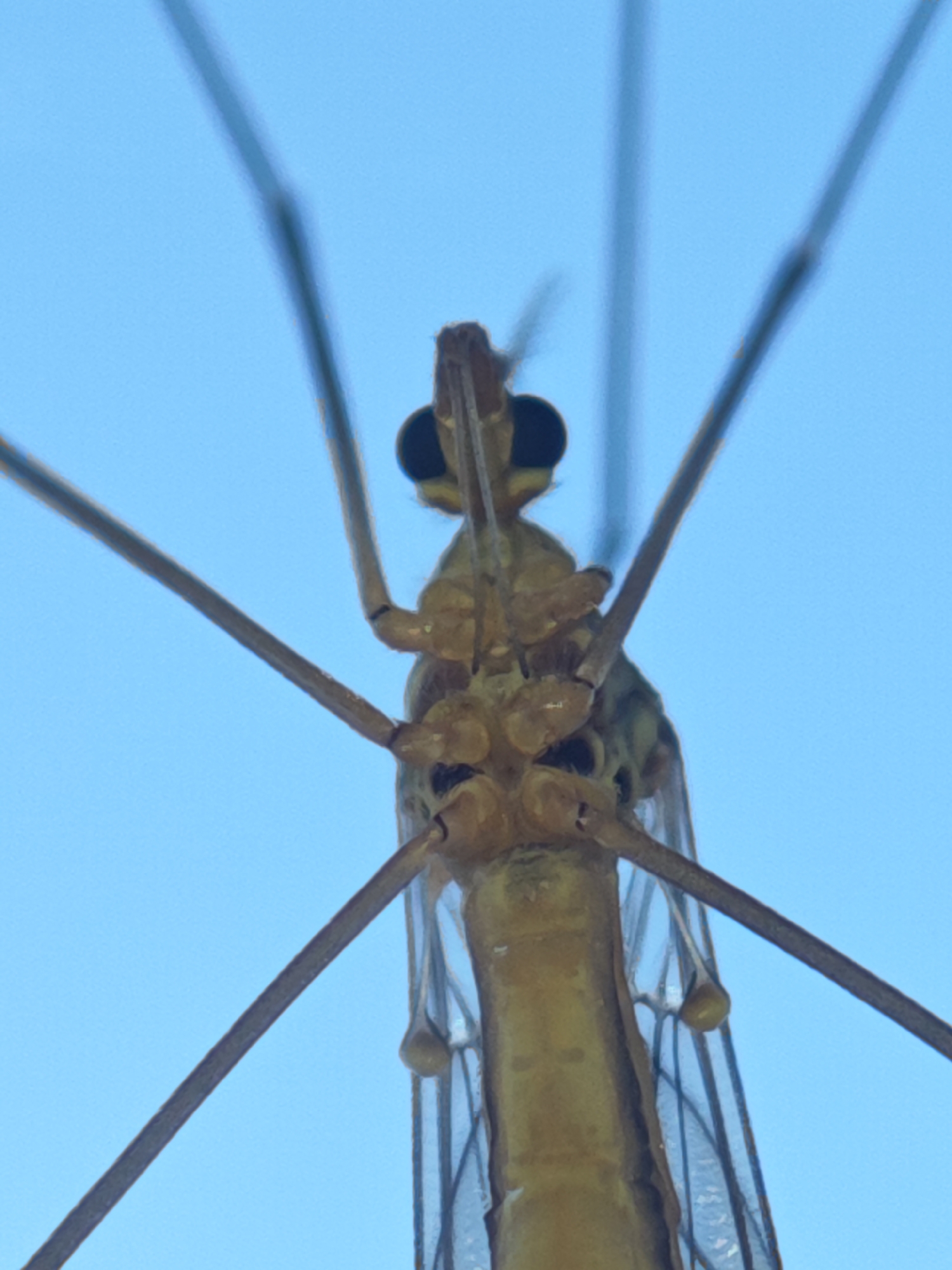 A macro photograph captures the head and thorax of a crane fly against a clear blue sky. The insect is facing forward, with its compound eyes prominent and dark. Long, thin antennae extend upwards and outwards from its head. Delicate, transparent wings are visible, folded along its body. The body of the crane fly is a light yellow-brown color, with segmented legs and apparent wing veins. The focus is sharp on the insect, with the background a uniform, unblemished blue. The overall impression is of a detailed, close-up study of the insect's anatomy.