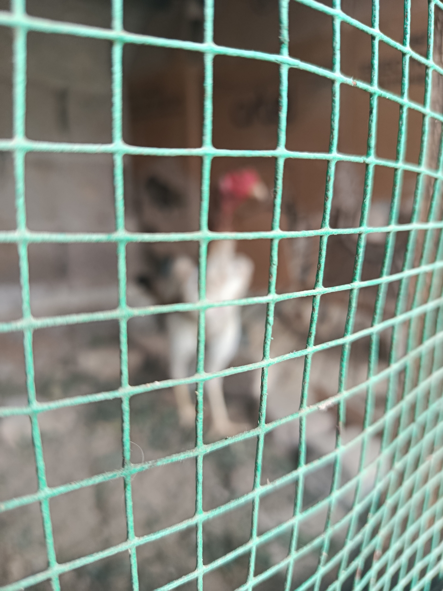 A blurry animal, likely a chicken with a red comb, is visible behind a green wire mesh cage. The environment behind the cage is out of focus, but appears to be an indoor space. No information on the location is specified.