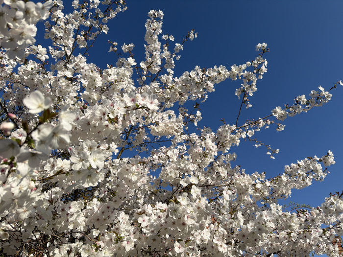 The image displays a dense canopy of white blossoms from a tree, set against a clear, vibrant blue sky. Numerous five-petaled flowers, predominantly white with subtle pink centers, are clustered on dark, intertwining branches that extend across the frame. The perspective is directed upwards, viewing the blossoms from beneath. Bright, even illumination from an unseen light source highlights the individual petals and creates soft shadows within the floral clusters. No people, animals, or man-made structures are visible. The scene is located in the city of Malvern Hills, United Kingdom.