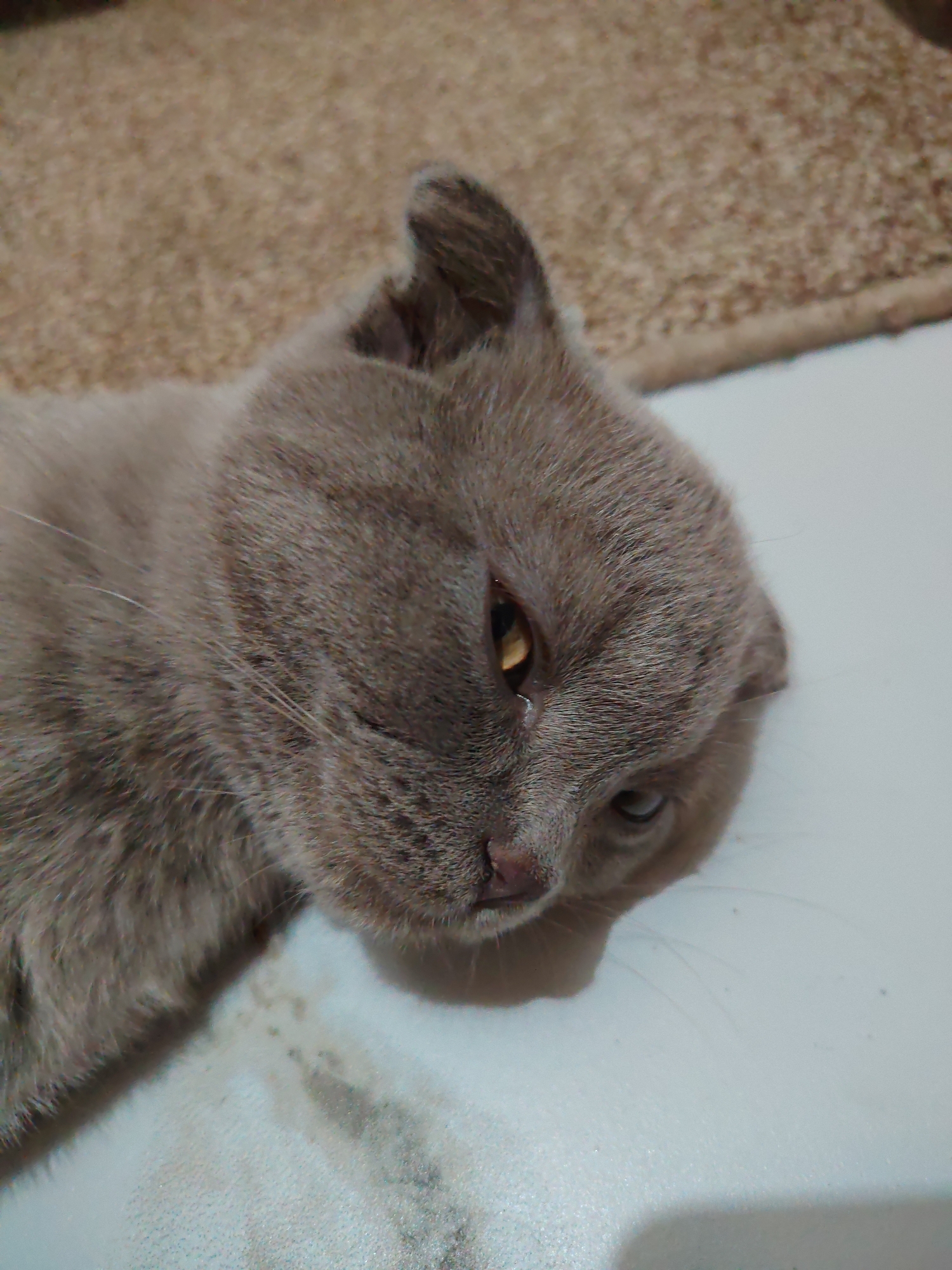 A light brown cat with folded ears lies on a white surface, partially on a beige carpet. The cat's head is turned to the right, and its left eye, which is yellow with a dark pupil, has a tear. The cat appears to be looking downwards and slightly to the right. The environment is indoors, with the white surface likely a floor and the carpet a rug. There is no indication of the city of Angren, Uzbekistan, or any specific urban context in this image.