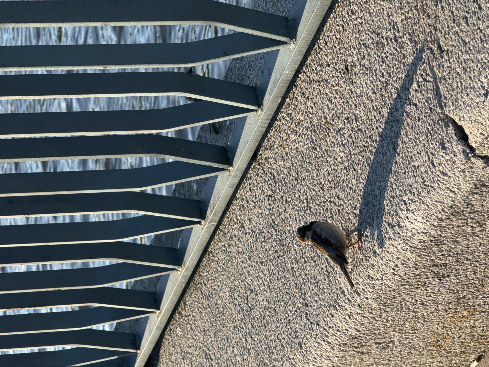 This outdoor image, taken in Saint Petersburg, Russia, features a small bird perched on a textured concrete surface under warm, low-angle sunlight. The bird, likely a sparrow, is positioned on the right side of the frame, facing slightly left, showcasing its dark, somewhat iridescent plumage and a lighter underside. A prominent, elongated shadow of the bird stretches diagonally towards the upper left, indicative of either early morning or late afternoon light.
A sturdy metal railing or grate occupies the left side of the frame, forming a strong diagonal boundary. It consists of multiple horizontal flat bars, with a thicker structural element along its left edge. Through the gaps in this railing, a blurred background is visible, suggesting a body of water or possibly ice reflecting bright sunlight, creating a shimmering effect.
The concrete surface, which covers the majority of the right and bottom of the image, is light gray and has a rough, granular texture with subtle, concentric swirling patterns. A noticeable crack or imperfection is visible in the concrete towards the upper right. The sharp shadows and bright illumination suggest a clear, sunny day. No text is visible in the image.