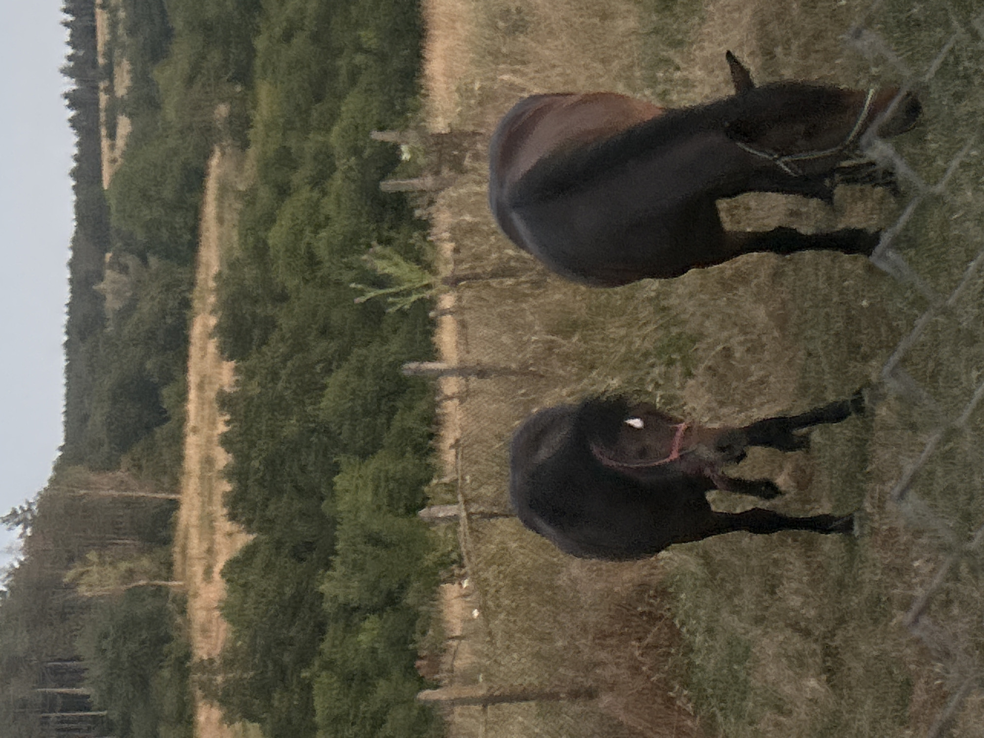 This media file captures an outdoor scene with two horses in a grassy, fenced-in area. The horses are positioned in the mid-ground and foreground, with one horse more prominent in the foreground, appearing darker in color. The background consists of a wooded area with trees and a path. The time of day appears to be late afternoon or early evening, as indicated by the soft lighting and long shadows. The weather seems to be clear and mild, contributing to the peaceful atmosphere. The location, Bogdanovo, Bulgaria, suggests a rural or semi-rural setting, consistent with the presence of horses and natural landscapes. There are no visible text elements in the image. The overall mood is tranquil and serene, with the horses appearing calm and at ease in their environment. The fence, made of metal and posts, delineates the boundary of the enclosure, suggesting a managed space for the animals. The vegetation is predominantly grass and trees, indicating a natural habitat.