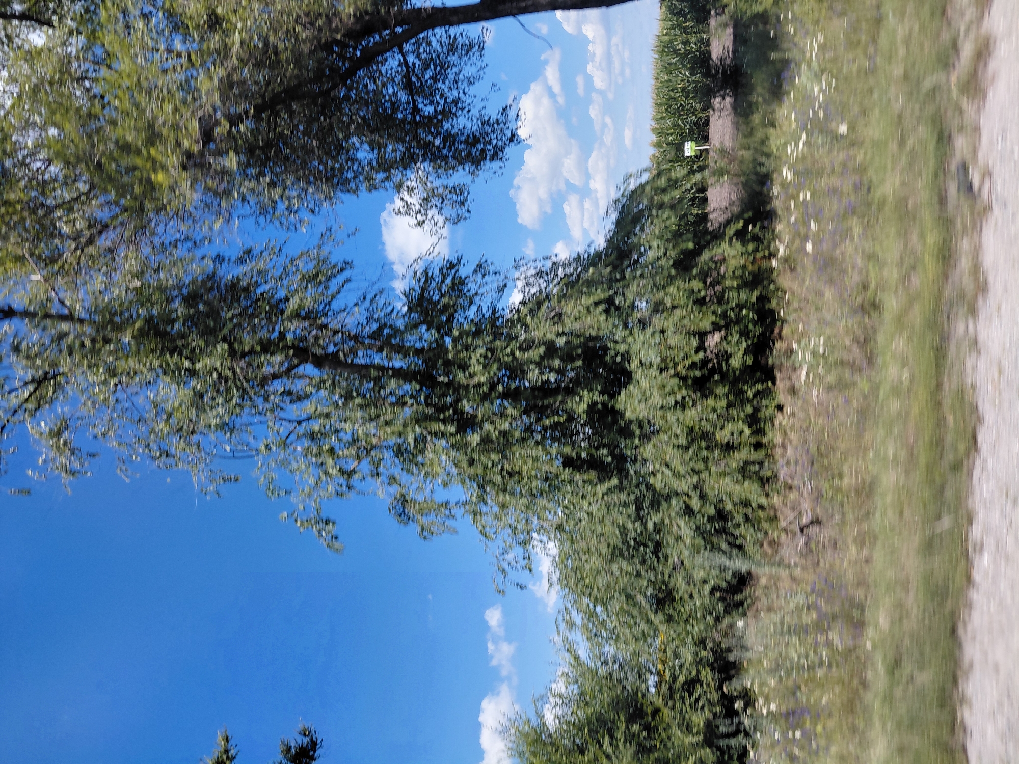 The image depicts an outdoor scene, possibly a roadside or agricultural area, on a clear day with scattered clouds. The camera is angled such that the sky occupies a significant portion of the left side of the frame, a vibrant blue with white fluffy clouds. Lush green trees with dense foliage frame the sky from the left and center. On the right side of the image, a field of tall green plants, likely corn, stretches into the distance. Beyond the cornfield, a grassy area with scattered wildflowers, both white and purple, is visible. The ground in the immediate foreground on the right appears to be a gravel or dirt path.
A small, green sign with white text is partially visible in the cornfield, near the edge of the trees. While the text is blurry, it appears to be a number or a marker. The overall impression is one of a natural, rural setting bathed in bright daylight, suggesting a summer or late spring day. There are no people or animals visible in the frame. The scene conveys a sense of openness and nature.