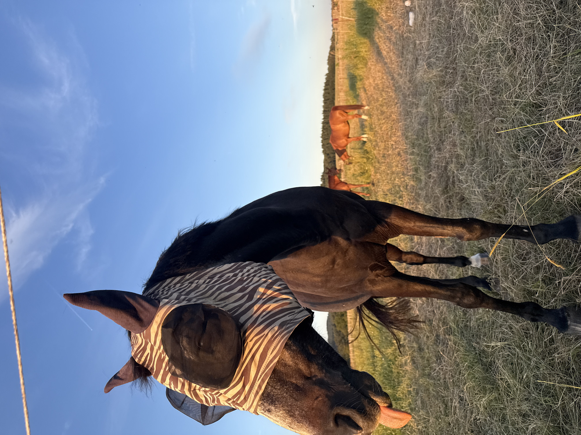 A dark-colored horse wearing a zebra-striped fly mask with mesh ear coverings stands in a dry, grassy field. The horse's tongue is sticking out. In the background, two brown horses graze in the same field, with a line of trees on the horizon. The sky is clear blue with some wispy clouds and a contrail. The scene is lit by the warm light of a setting sun. The location is identified as Oberquembach, Germany.