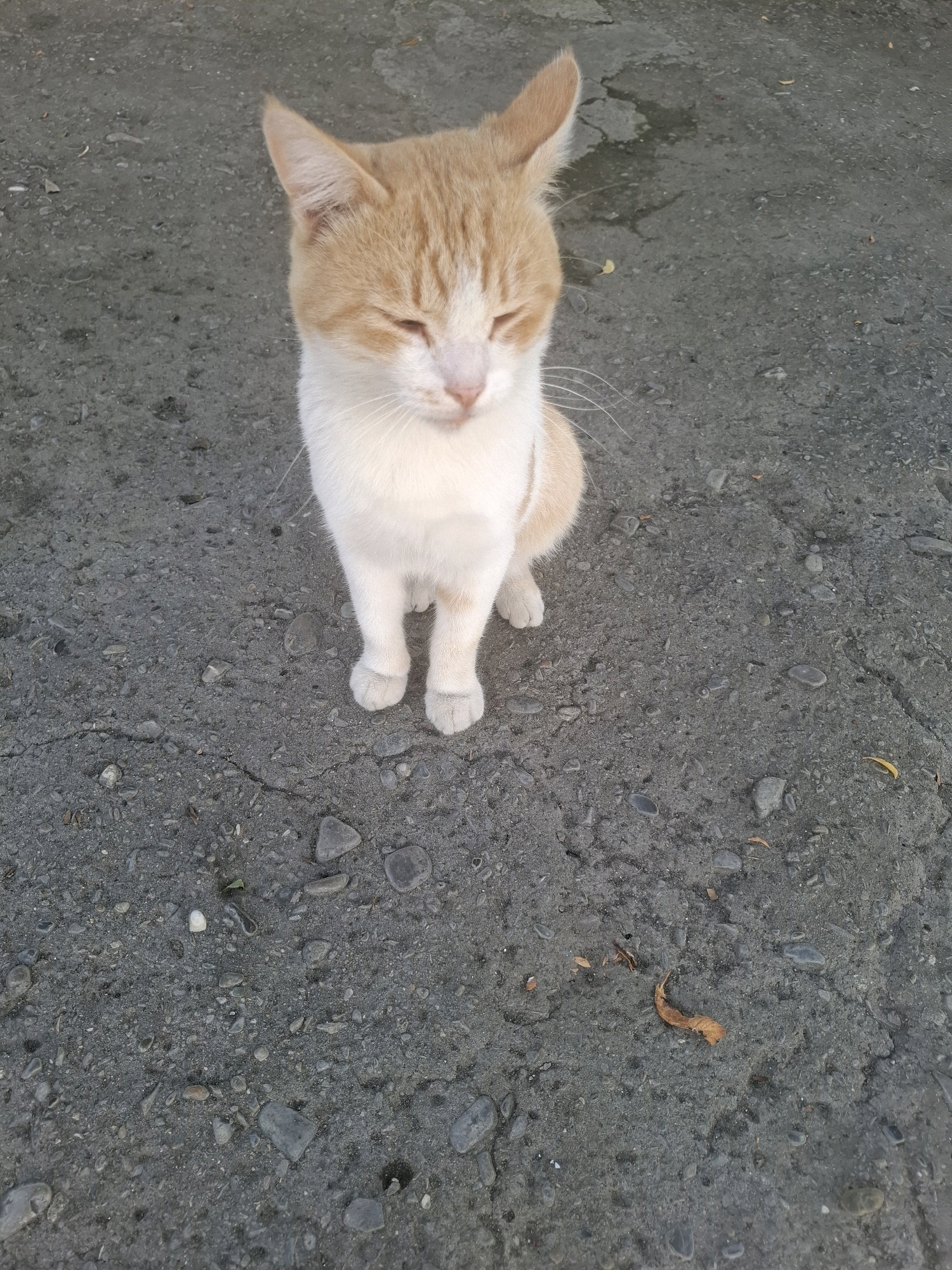 A ginger and white cat sits on a cracked asphalt surface. The cat is facing forward, with its eyes mostly closed and its ears perked up. Its front paws are tucked neatly beneath its body. The asphalt is a dark gray color and is littered with small pebbles and a few dry leaves. The background is out of focus, but appears to be more of the same asphalt surface. The scene is consistent with an outdoor setting in a city like Goychay, Azerbaijan, where stray animals often inhabit public spaces.