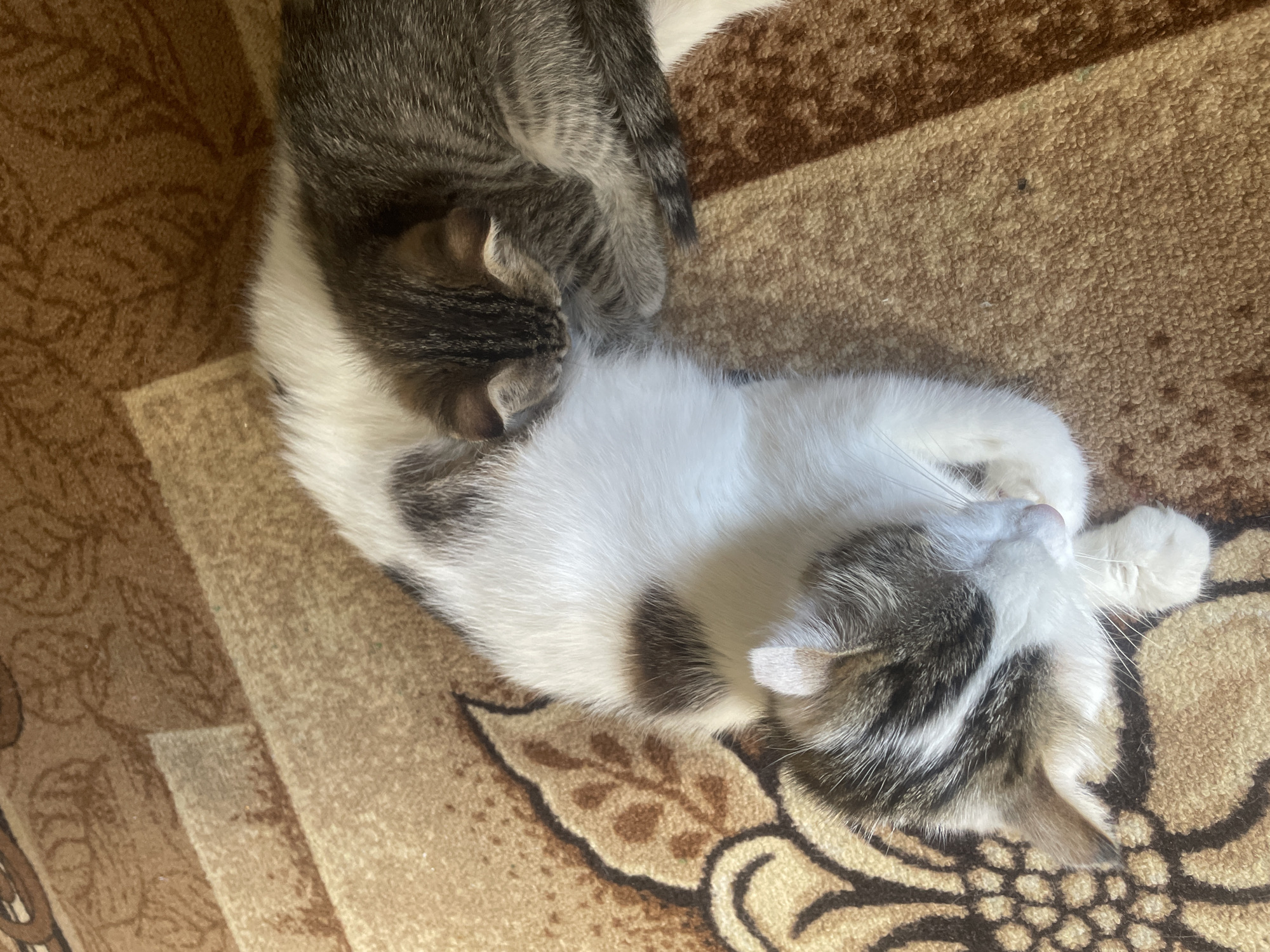 A high-angle, close-up shot shows two domestic cats sleeping on a brown carpet with a floral pattern. The larger cat is predominantly white with patches of brown and grey. It is curled up, with its head resting on its paws. A smaller, grey and black tabby kitten is nestled against the larger cat's belly, sleeping soundly. The kitten's head is tucked into the larger cat's fur, and its tail is curled around its body. The carpet appears worn in places, and a thin shadow runs diagonally across the right side of the frame. The scene is static and peaceful.