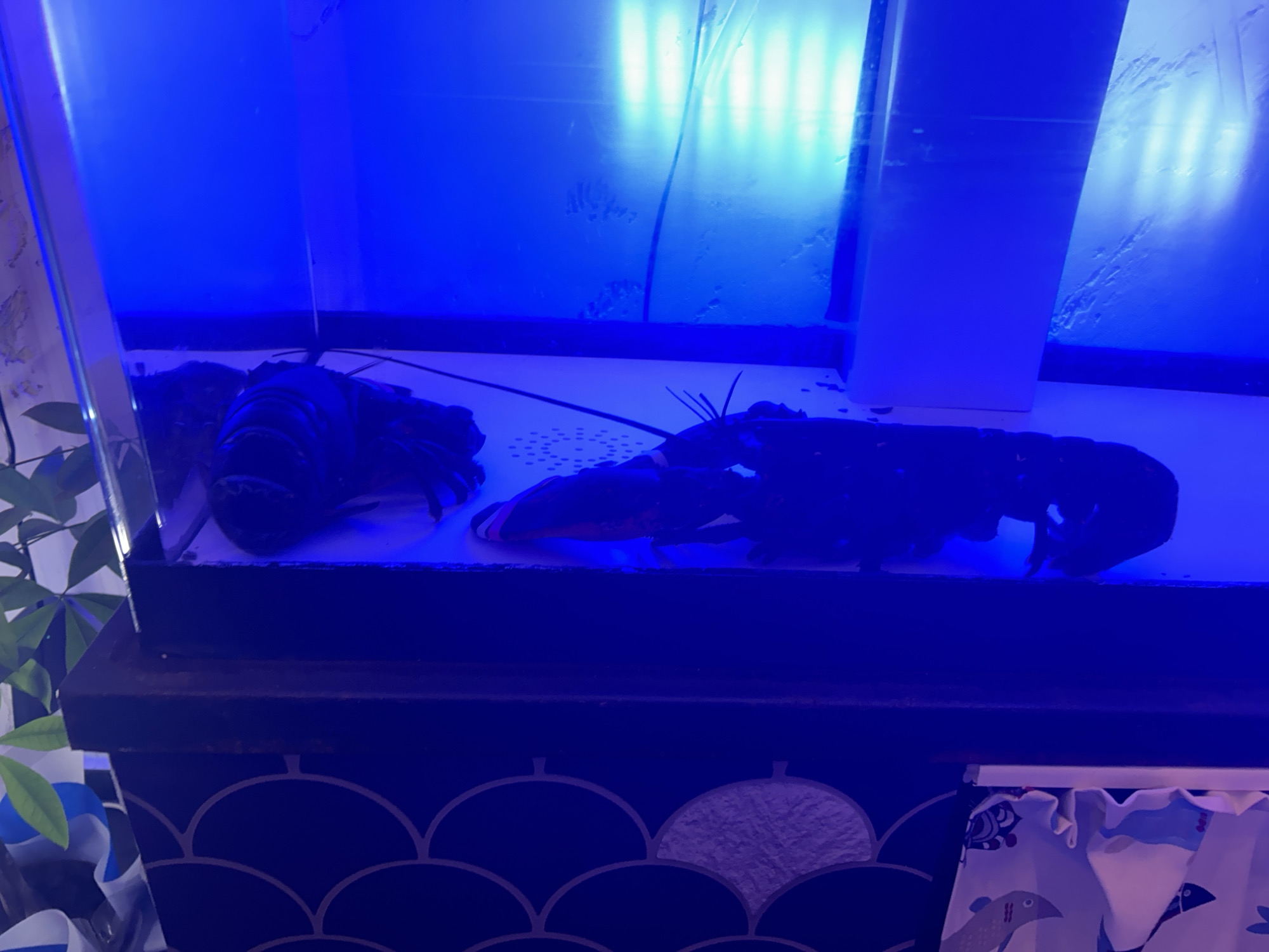 An aquarium containing two lobsters rests on a stand patterned with navy blue and white scalloped designs. The interior of the aquarium is illuminated with a bright, blue light. One lobster is positioned towards the left of the aquarium, while the other is on the right. Numerous small, white dots are visible between the two lobsters. Part of a houseplant is visible to the left of the aquarium, and a curtain with a whale pattern is visible on the right side of the aquarium stand. The image provides no information about the location. The prompt mentioning the location of Plovdiv, Bulgaria, is not evident within the scene depicted.