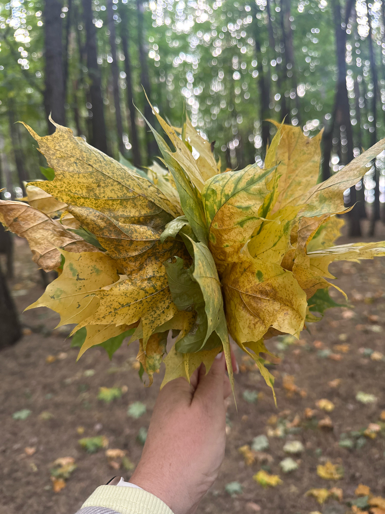 A close-up, eye-level, vertical shot shows a hand holding a bouquet of autumn leaves in a forest. The leaves are predominantly yellow with some green and brown patches, suggesting they are from maple trees. The hand is visible from the wrist down, with a person wearing a light yellow and grey striped sweater. The background is blurred, showing the trunks of tall trees and a dappled forest floor covered with fallen leaves, typical of an autumn scene. The lighting suggests it is daytime, with sunlight filtering through the trees, creating bokeh effects. This image is likely from Ufa, Russia, a city known for its lush green spaces and numerous parks that transform into vibrant autumnal landscapes.