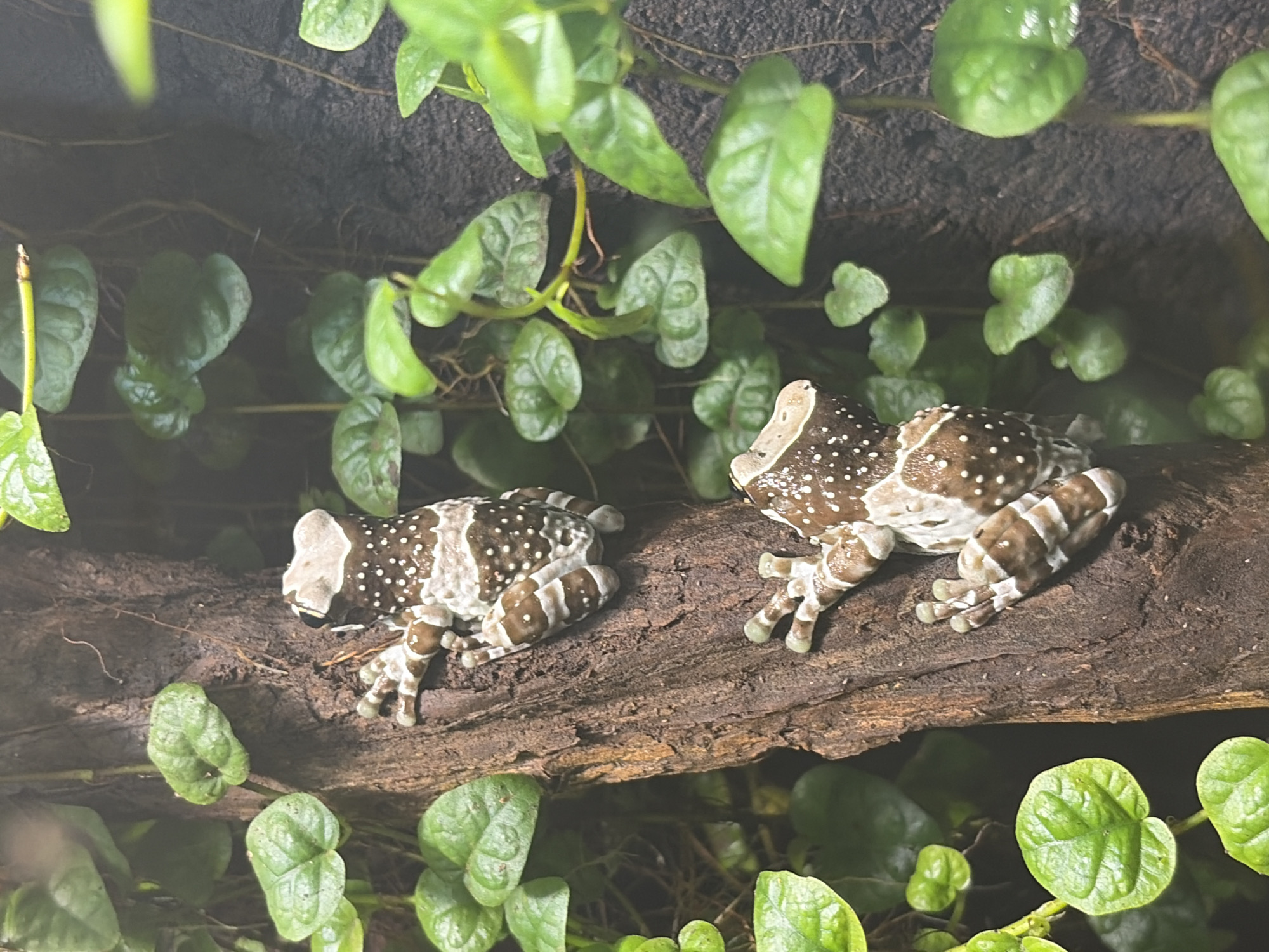 The image shows two Amazon Milk Frogs (Trachycephalus resinifictrix) clinging to a vertical piece of wood. The frogs have distinctive brown and white striped patterns and are speckled with white dots. They are surrounded by lush green foliage. The scene is a close-up view, with the frogs being the primary subjects. The background consists of dark, textured material, likely bark or soil, with more green leaves interspersed. There is no indication of the location being Rostov-on-Don, Russia, or any urban environment. The image appears to be taken in a terrarium or a natural habitat.