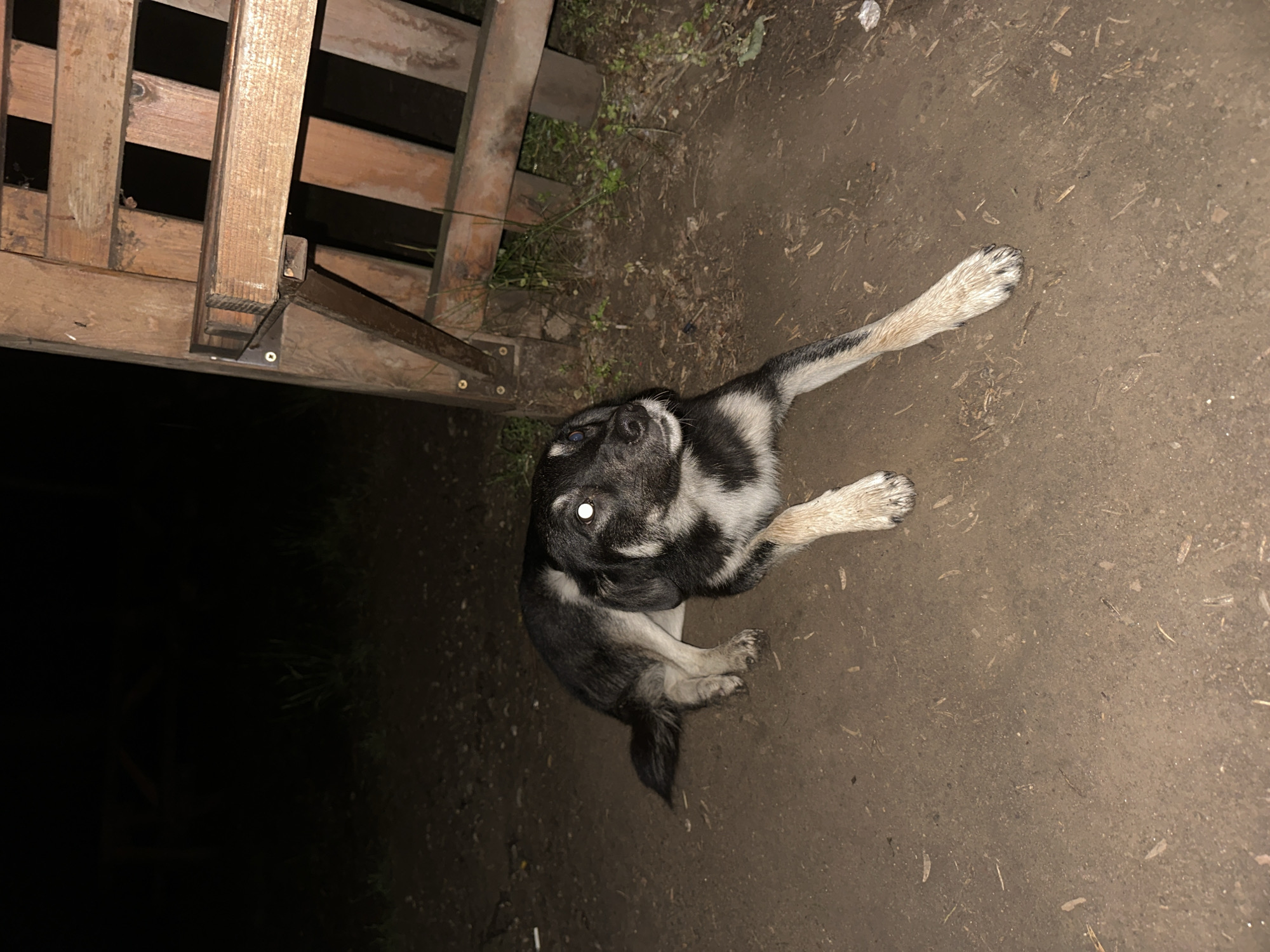 An overhead photograph captures a black, white, and grey dog lying on a dirt ground at night in Blagoevgrad, Bulgaria. The dog has distinct markings, with a white blaze on its chest and face, and darker fur elsewhere. Its body is angled diagonally across the frame, with its head turned to look directly upwards at the camera. One of its eyes exhibits a bright white flash reflection, characteristic of flash photography in low light. Its front paws are extended forward, while its rear legs are tucked underneath its body.
To the left of the dog, a sturdy wooden structure is visible, composed of horizontal and vertical planks, possibly part of a fence, stairs, or a deck. Several metal screws are visible in the wooden beams. The ground is predominantly light brown dirt or earth, with scattered small debris and sparse patches of green vegetation and dry grass, particularly near the base of the wooden structure. The overall scene is dimly lit, with the flash highlighting the dog and the immediate ground, while the background areas are shrouded in deep shadow. There is no visible text in the image.