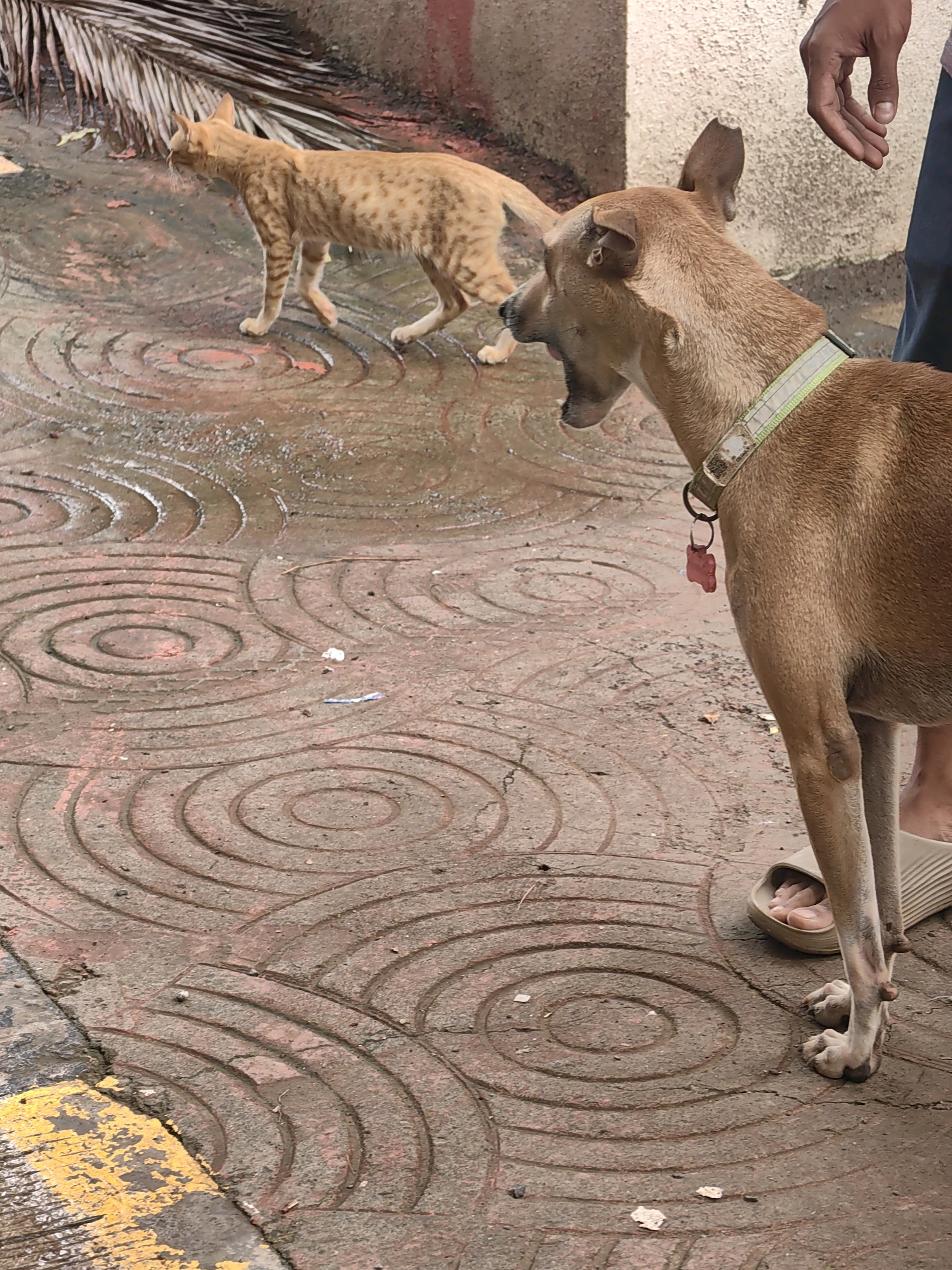 An orange tabby cat walks away from the camera on a wet, textured concrete sidewalk patterned with concentric circles. To the right, a tan dog with a light green collar and a pink bone-shaped tag looks towards the cat with its mouth open, as if barking. The dog's hind legs and feet are visible, one wearing a light brown sandal. A person's hand, with dark skin, is visible in the upper right corner, reaching out towards the dog. The background shows a textured, light-colored wall. The presence of wet ground and the type of textured concrete suggest this scene could be from a street or alleyway in Mumbai, India, a city known for its tropical climate and frequent rainfall.