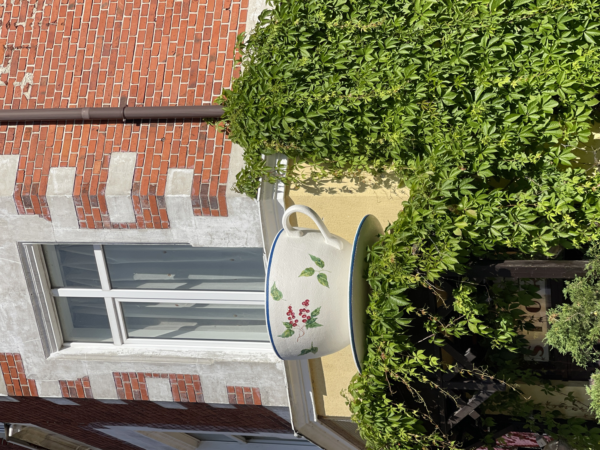 This is a medium-shot, eye-level outdoor photograph taken in Zelenogradsk, Russia. The scene focuses on an oversized, decorative teacup and saucer placed atop a trellis covered in lush green ivy. The teacup, white with a blue rim, is adorned with a painted pattern of red berries and green leaves. Behind the teacup and ivy, a building with red brick walls and a light-colored stone trim is visible. A large window with white framing and sheer curtains is also part of the building's facade. A dark brown downspout runs vertically along the brick wall. The overall impression is of a whimsical decorative element integrated into the architecture of a building, likely a cafe or shop, given the visible signage of "STOP" beneath the ivy-covered trellis.