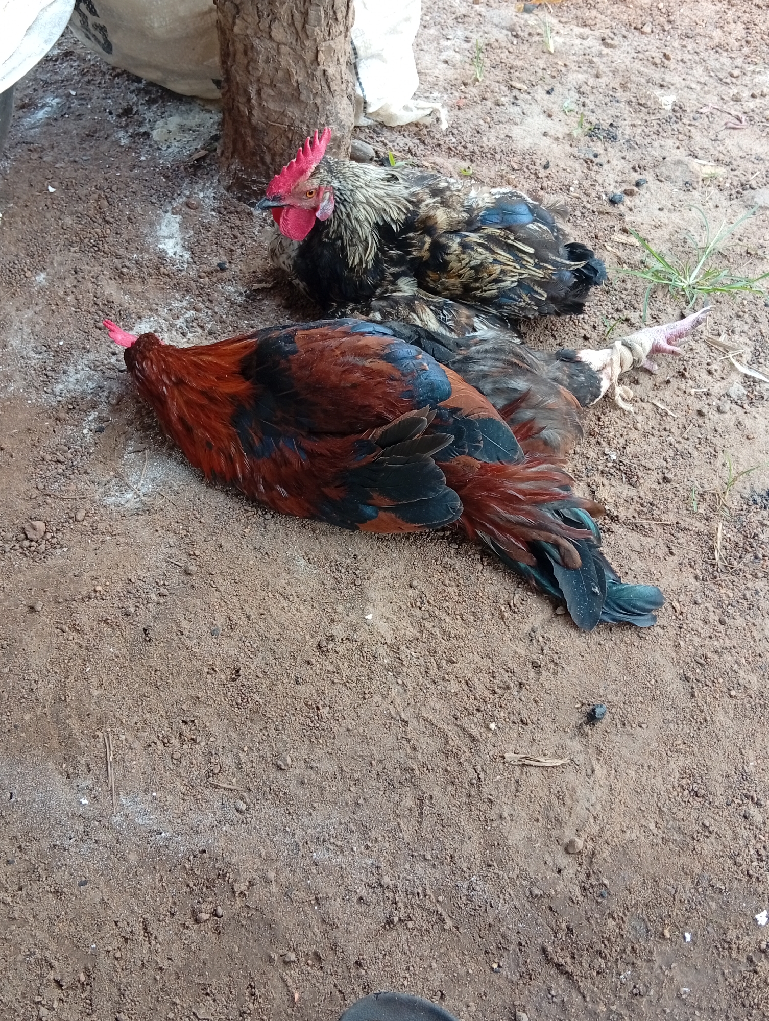 Two dead chickens are lying on the ground in Tse Igbudu, Nigeria. The chicken in the foreground is mostly red and black, with its head bowed. The second chicken, in the background, is speckled brown and black with some blue iridescent feathers. Both chickens appear to have had their legs bound. The ground is composed of dry dirt and scattered small pebbles, with some dry grass and a portion of a large white bag visible in the upper left quadrant. A rough tree trunk is also present behind the chickens.