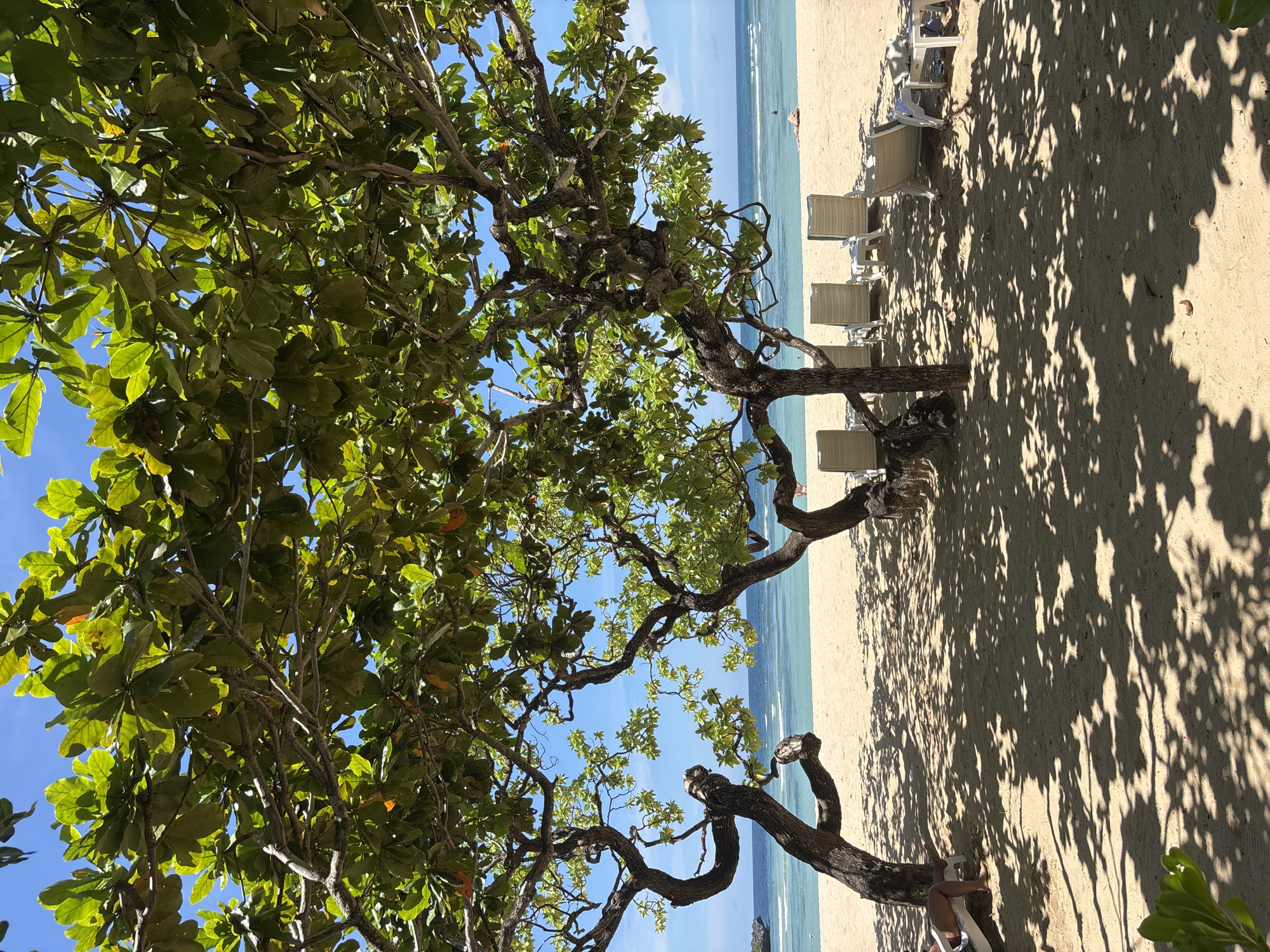 The image depicts a sunny beach scene in Nusa Dua, Indonesia. The foreground is dominated by a lush, leafy tree casting shadows on the sandy beach. Several lounge chairs are positioned on the sand near the water's edge. The turquoise sea stretches to the horizon, meeting a clear blue sky. The image is taken from a low angle, looking up at the tree and out towards the ocean.