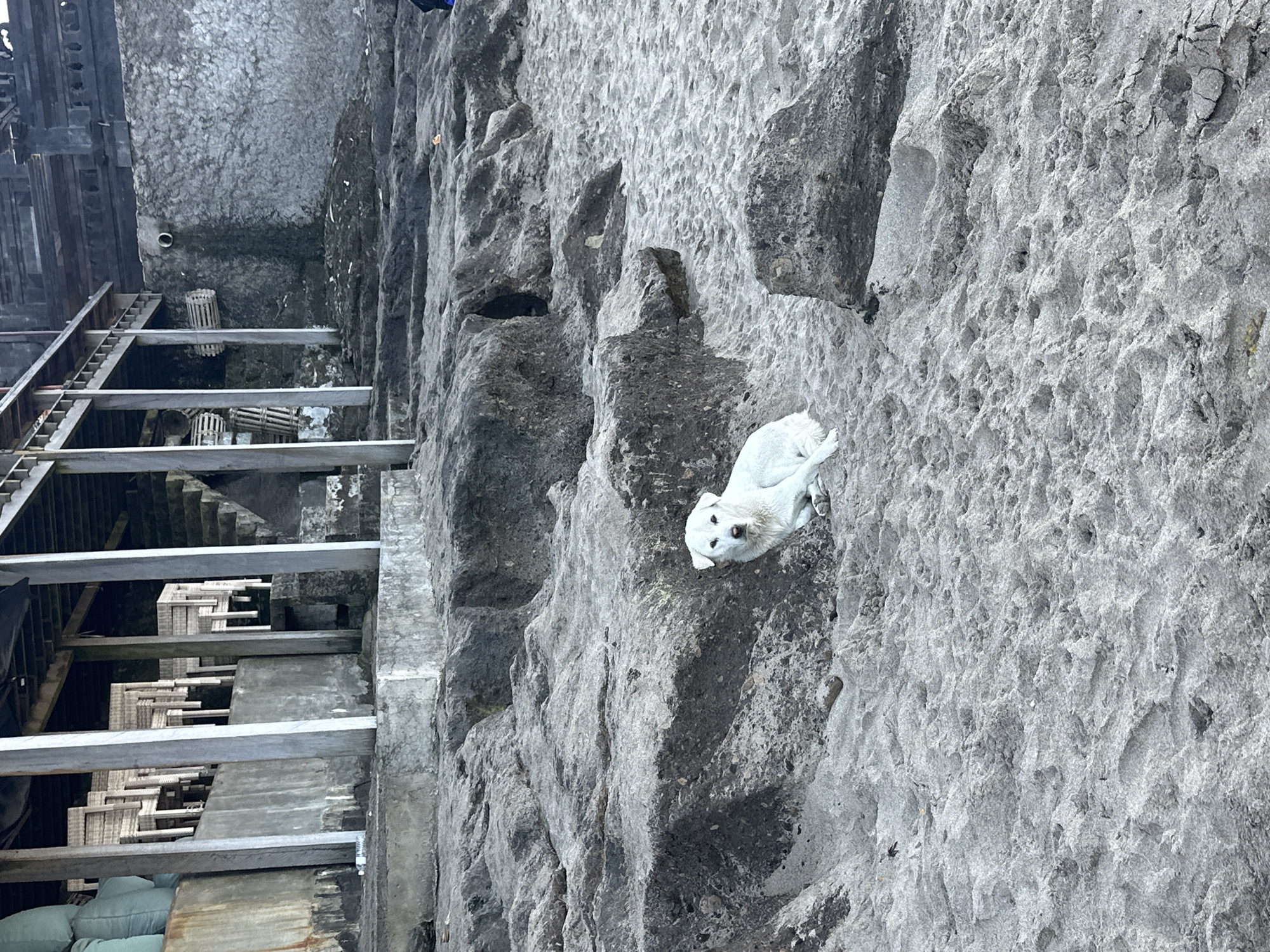 A white dog with floppy ears lies on a sandy beach near large rocks. In the background, a multi-level structure made of wood and stone is visible, with stairs leading up to it. Chairs are stacked inside the structure. The scene appears to be in North Kuta, Indonesia.