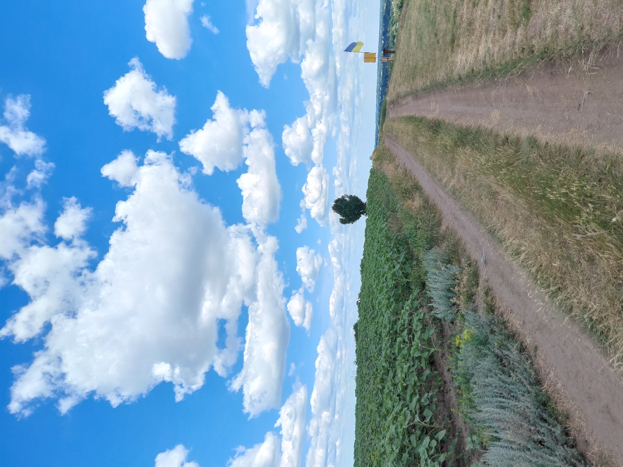 A vertical, eye-level outdoor shot depicts a dirt road winding through a rural landscape under a partly cloudy blue sky. On the left, a vast field of green sunflowers stretches into the distance, with a solitary tree standing in the middle ground. The road is flanked by dry grass and sparse vegetation. Towards the right, a Ukrainian flag flies on a pole, with a yellow sign below it. In the far distance, a hazy horizon suggests rolling hills and vegetation, possibly indicating the town of Ustyvytsia, Ukraine. The scene is tranquil and evokes a sense of summer's end or early autumn.