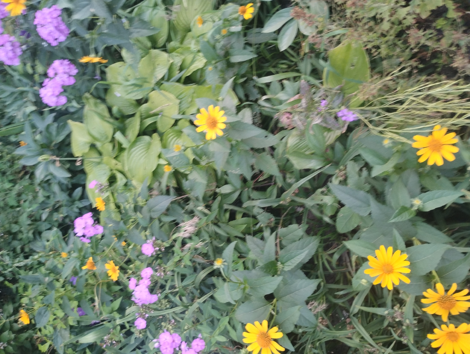 The image depicts a close-up view of a garden with a variety of flowers and foliage. Predominantly, there are bright yellow flowers with daisy-like petals, some in focus and others slightly blurred, scattered throughout the scene. Interspersed among the yellow flowers are clusters of small, pale purple flowers. Large, broad, green leaves, possibly from a hosta plant, occupy a significant portion of the mid-ground and background, their veined texture visible. The overall impression is of a lush, somewhat wild garden setting. The image does not contain any people or animals, nor does it provide any contextual clues to indicate a specific location within the city of Sumy, Ukraine.