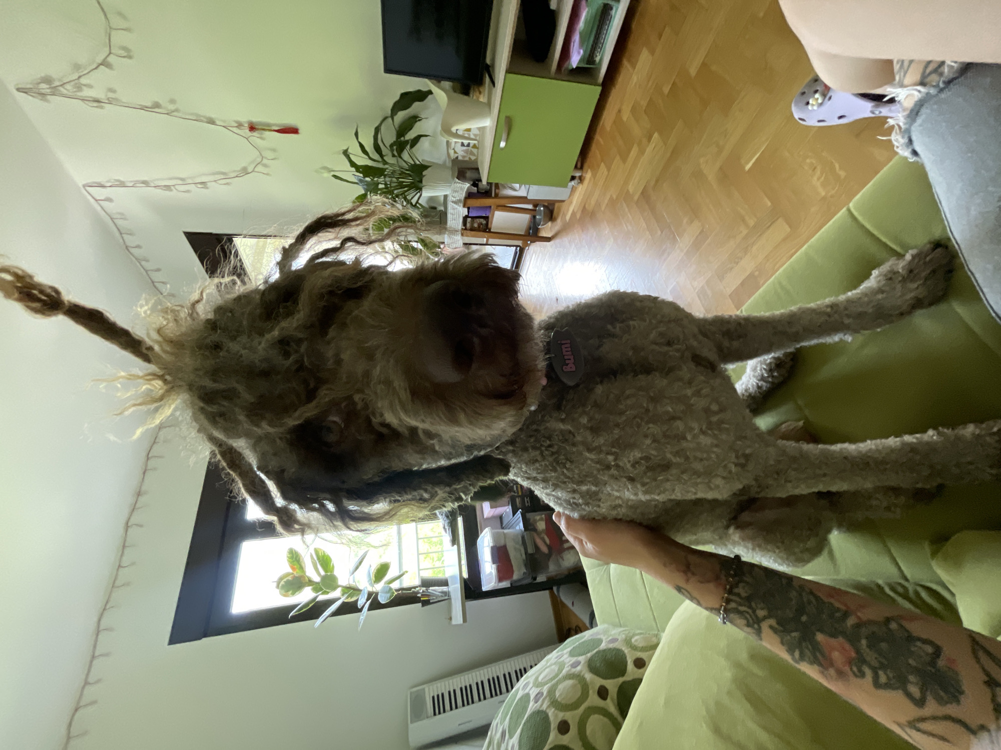 The image depicts a Lagotto Romagnolo dog indoors. The dog, characterized by its curly, shaggy coat and what appears to be corded hair, is in a close interaction with a person whose arm is visible. The person has tattoos on their forearm and is holding the dog. The location appears to be a living room, furnished with a green sofa, wooden flooring, and a variety of household items including a television, a green cabinet, plants, and a digital piano. Fairy lights are strung along the wall. The image does not definitively establish the location as Boreti, Montenegro; that detail is not discernible from the visual information.