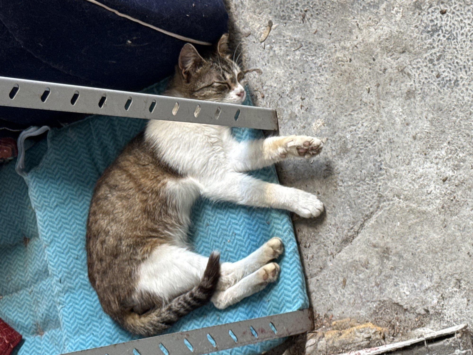 A tabby and white cat is observed sleeping on its right side in the city of Sofia, Bulgaria. The cat's fur is primarily brown, black, and tan tabby on its back, head, and tail, contrasting with a white belly, chest, and legs. Its eyes are closed, indicating sleep. The cat is partially resting on a light blue, textured mat with a herringbone-like pattern, which exhibits small dark specks of dirt. A portion of the cat's head and one extended front paw are directly on a coarse, grey concrete surface, which is uneven and scattered with small debris including dirt and dried organic matter. A vertical silver metal beam with multiple oval perforations runs adjacent to the cat on its left side, and a dark blue, possibly fabric-covered object, is visible behind the cat's head.