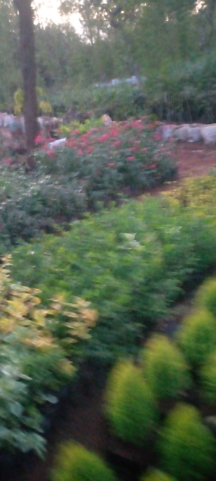 This blurry, motion-affected photograph depicts a lush outdoor landscape, likely a garden or plant nursery, situated in Kenol, Kenya. The scene is dominated by a variety of green plants and foliage. Prominently featured in the mid-ground is a large section of bushes adorned with vibrant red flowers, creating a striking color contrast against the surrounding greenery.
To the left, a distinct brown tree trunk rises vertically, partially obscured by the foreground. The image also shows areas of plants with lighter, yellowish-green leaves, especially towards the bottom left and mid-center. The background consists of densely packed, out-of-focus trees and vegetation, indicating an expansive natural or cultivated area. The ground appears to be dark earth or garden beds.
The significant motion blur across the entire image suggests it was captured from a moving perspective or with considerable camera shake. The lighting is soft and diffused, with a bright, almost white light source at the top, consistent with either early morning or late afternoon light. There are no people, specific activities, or discernible text visible in the frame. The overall impression is one of a verdant and blooming natural environment.