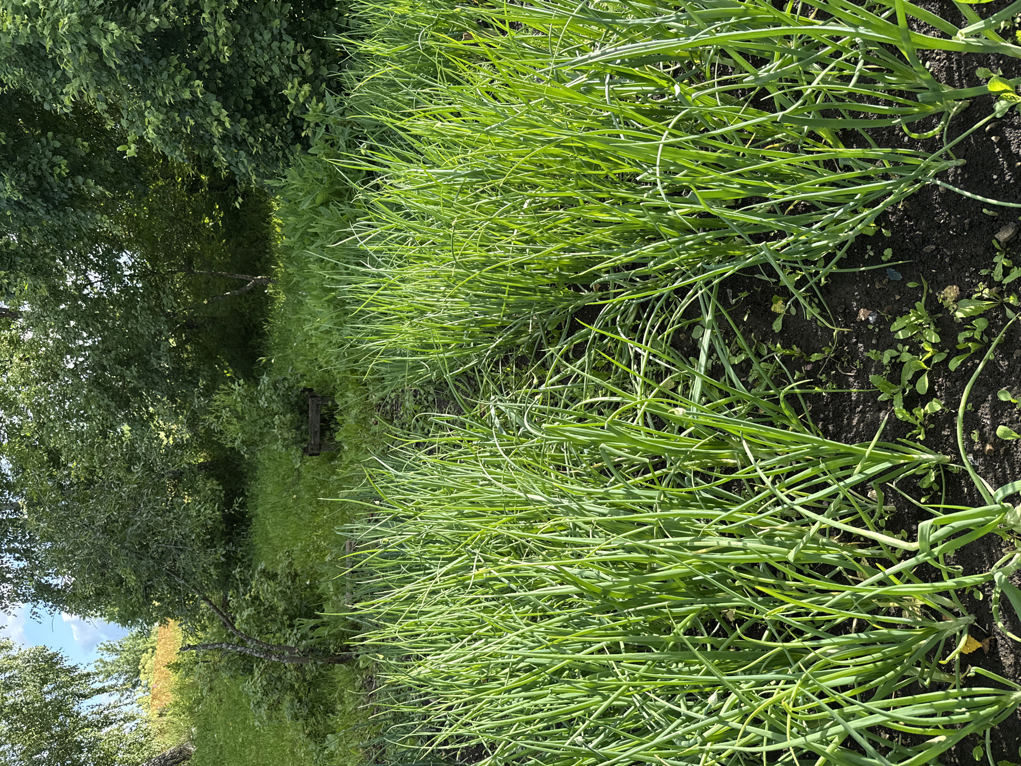 The image depicts a close-up view of a garden bed filled with young green onions. The onions are planted in rows, with the rich dark soil visible between them. Sunlight illuminates the scene, highlighting the vibrant green color of the onion stalks. In the background, lush green foliage of trees and bushes creates a natural setting. A wooden structure, possibly a planter or garden accessory, is partially visible in the mid-ground. The overall impression is one of a thriving vegetable patch in a rural or suburban environment. The presence of a wooden structure and the style of the foliage suggest the location is likely in a village setting. Given the instruction to place the image in Большой Турыш, Russia, the scene is consistent with a garden in that region.