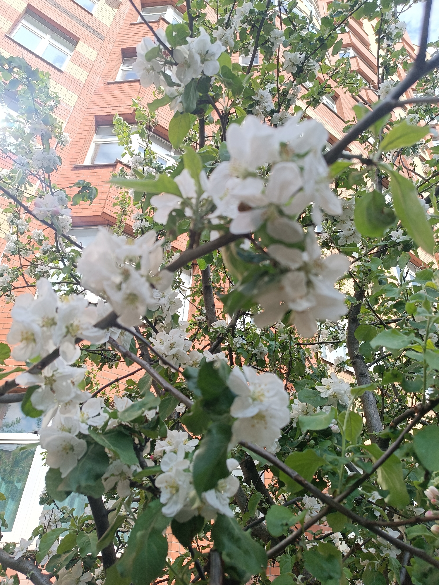 The photograph captures a blooming apple tree against the backdrop of a multi-story brick building with rectangular windows. The tree is laden with white flowers and green leaves, obscuring portions of the building. The building's facade is constructed from light and dark bricks. The image is taken from a low angle, looking upwards through the tree toward the building. The photograph was taken outdoors during daylight hours. The location is in an urban environment in the city of Unknown, Unknown.