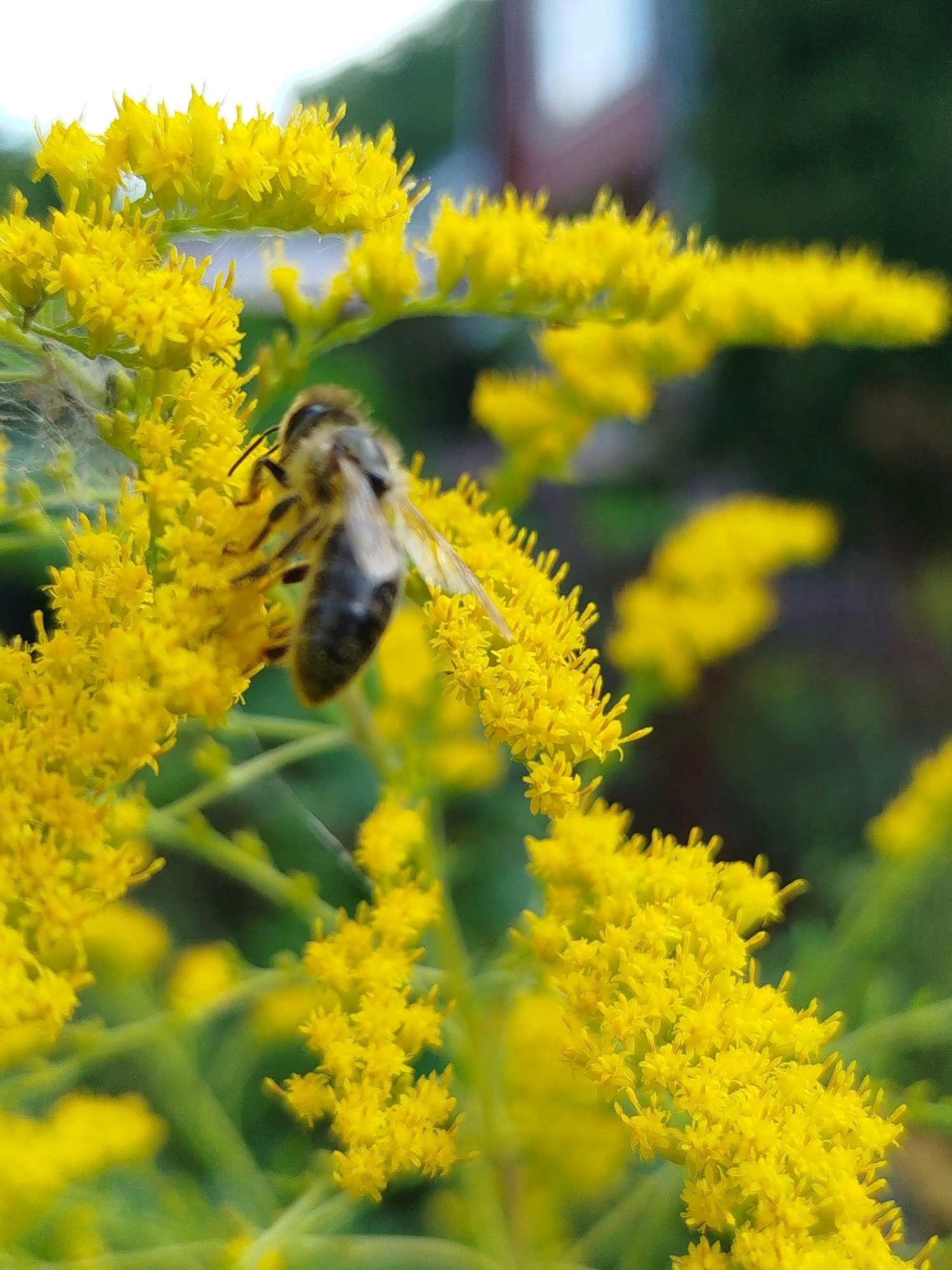 A close-up shot focuses on a single bee perched on a cluster of small, bright yellow flowers. The bee, with its striped abdomen and visible wings, is positioned slightly off-center. The flowers are densely packed, forming a feathery texture, and many are slightly out of focus, particularly in the background. The background itself is blurred, showing hints of green foliage and a lighter, out-of-focus area that could be a building or sky. The lighting suggests a bright, possibly sunny day. The image does not provide any information about the location in the city of Чкаловское Снт, Russia.