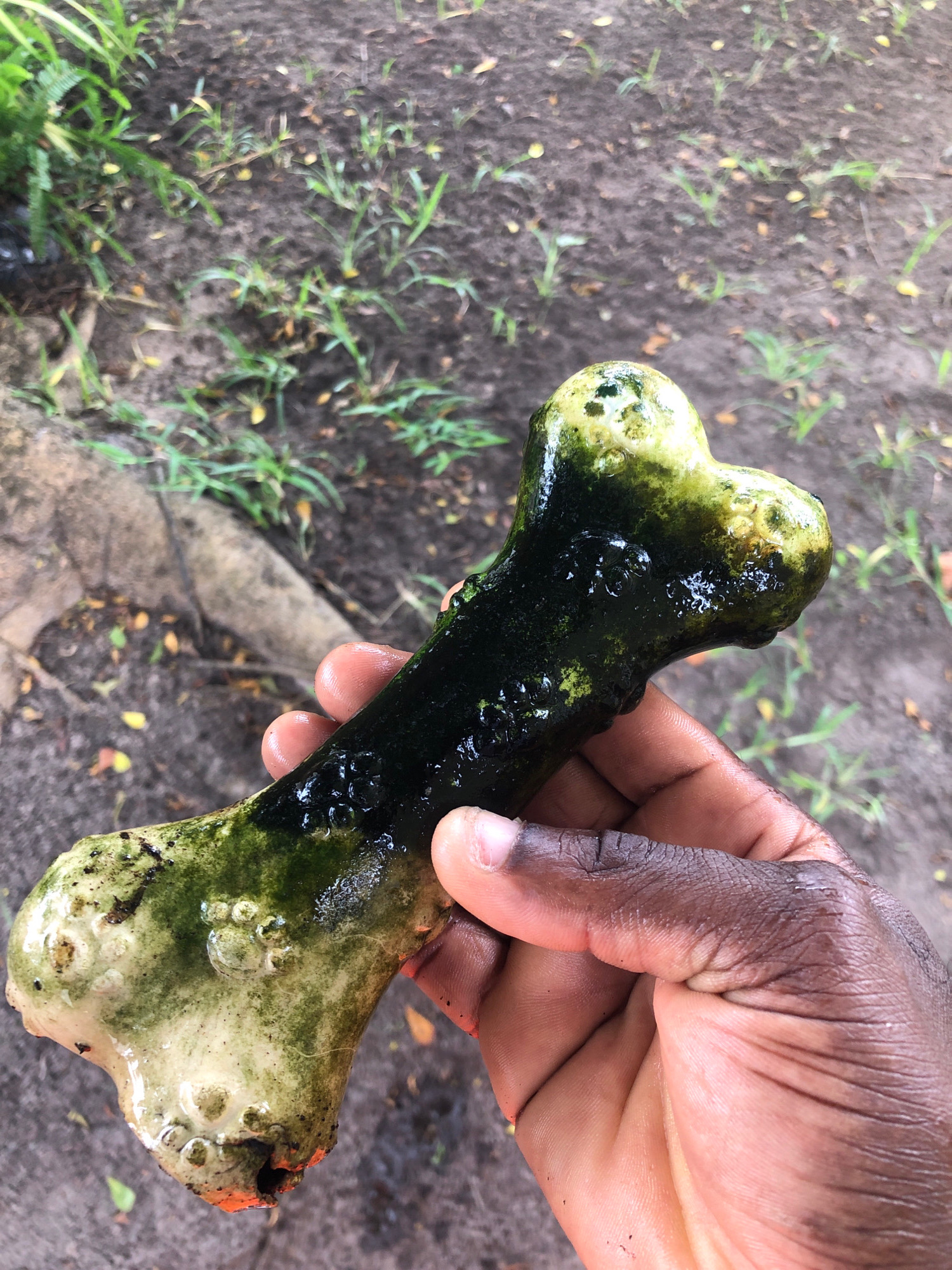 A hand with dark skin holds a light-colored bone, shaped like a dog toy, covered in green algae and water droplets. The bone has a bone-shaped end and a longer shaft. The background shows dry, cracked earth with sparse green grass and fallen leaves. The scene appears to be outdoors, possibly in a rural or natural area within Ojomu, Nigeria.