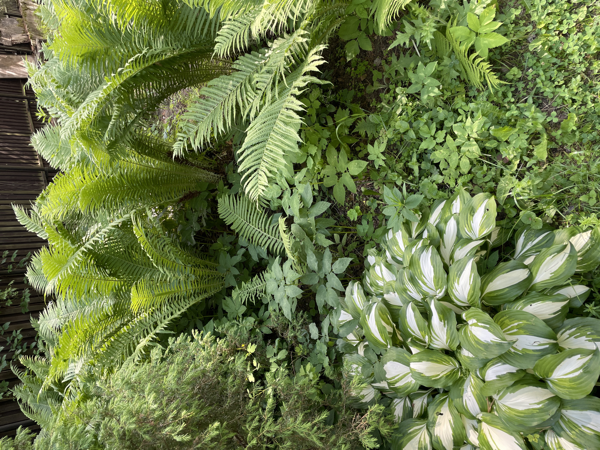 In an outdoor scene, likely a garden in an urban setting, various plants create a lush and verdant display. In the foreground, a cluster of hosta plants with variegated green and white leaves forms a prominent feature. To the left, a dense evergreen shrub, possibly a juniper, adds texture and a deeper green hue. The background is dominated by large, feathery ferns with vibrant green fronds, interspersed with smaller, leafy plants and ground cover. A wooden fence, weathered and dark, runs along the top of the frame, suggesting a boundary to the garden. Sunlight filters through the foliage, casting dappled shadows and highlighting the different shades of green. The overall impression is one of a well-established and thriving garden environment.