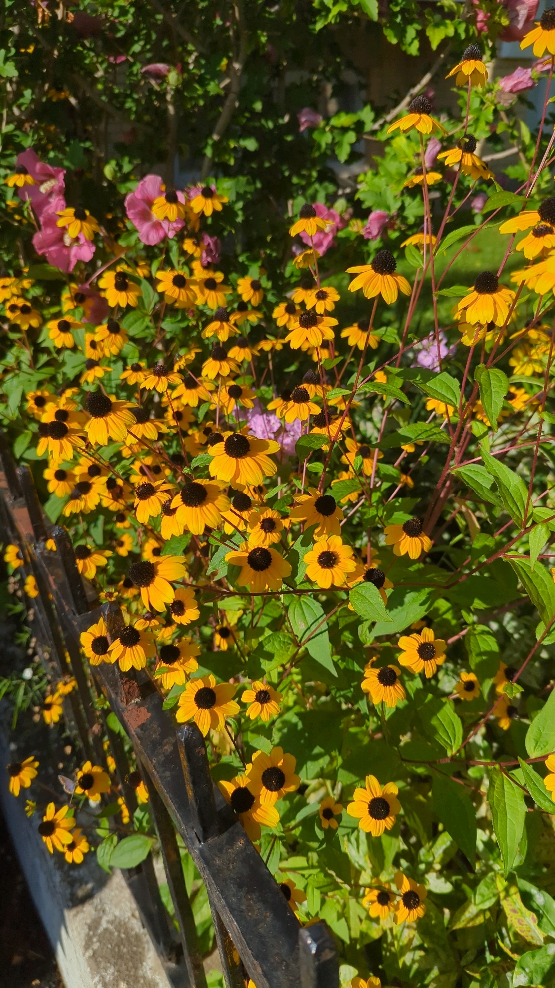 A vertical, eye-level, medium shot captures a dense cluster of Black-eyed Susans in full bloom, their bright yellow petals and dark centers creating a vibrant tapestry. The flowers are interspersed with lush green foliage and hints of pink hibiscus flowers in the background. The scene is framed by a weathered black metal fence and a concrete curb on the left side of the image, suggesting an outdoor urban setting. The lighting indicates a sunny day, with dappled sunlight filtering through the leaves. The image does not contain any people or discernible actions. There is no indication of the specific location within Montreal, Canada.