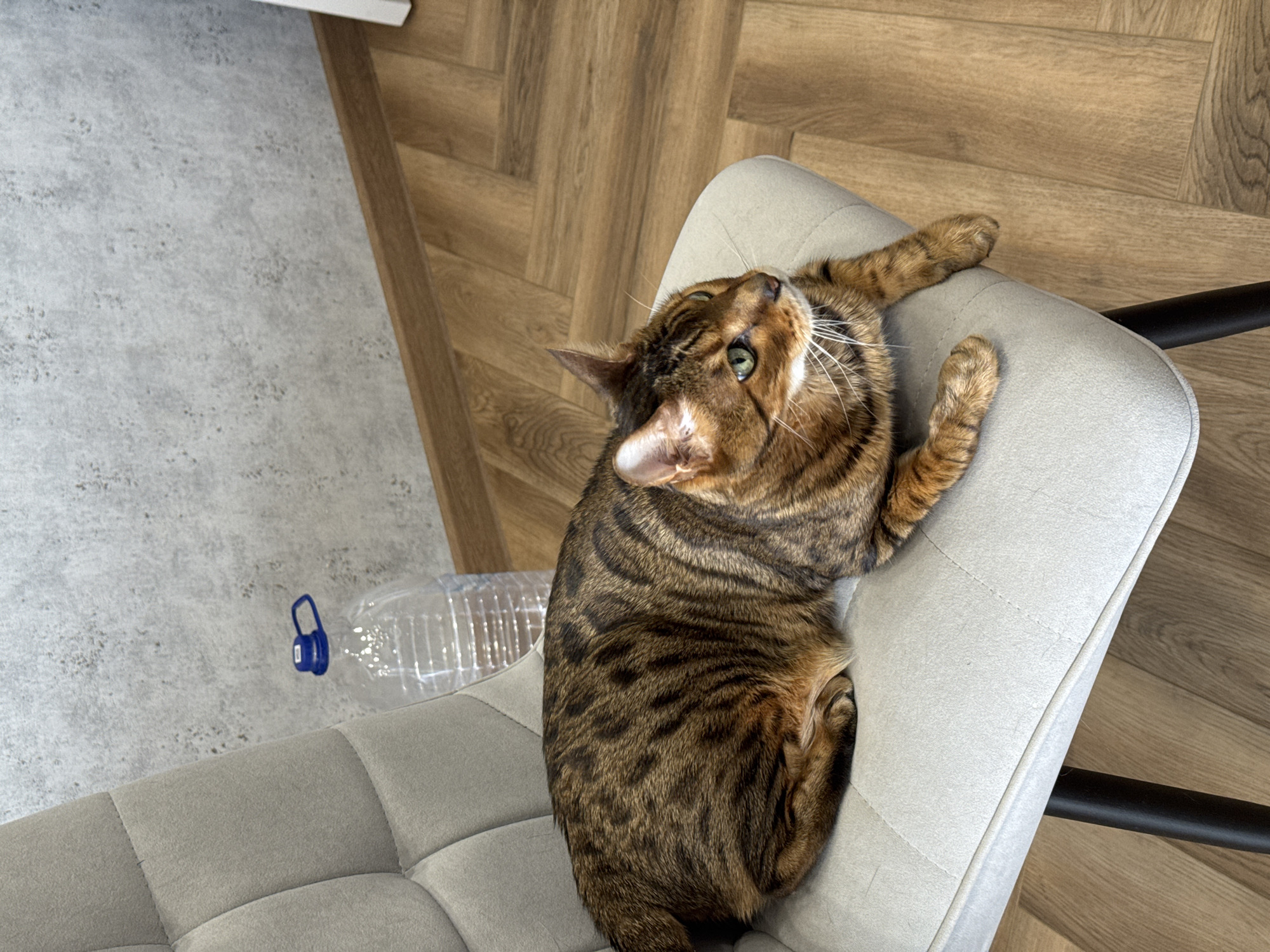 A high-angle shot reveals a brown and black tabby cat reclining on a light gray, cushioned chair. The cat is positioned on its side with its head turned upwards, looking towards the top left corner of the image. Its paws are extended along the chair's surface. Next to the chair, on a grey tiled floor, rests a clear plastic bottle with a blue handle. The floor transitions to a wooden surface, creating a textural contrast. A dark metal bar, presumably part of the chair's structure, is visible to the right of the seat. The location in the city of Unknown, Unknown is unknown.