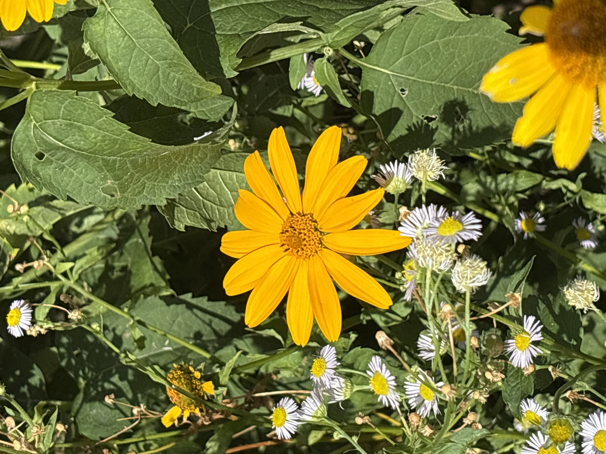 An extreme close-up, eye-level shot captures a vibrant cluster of wild daisies and two large, bright yellow flowers amidst lush green foliage. The large yellow flowers, resembling sunflowers with their broad petals and prominent central discs, dominate the composition, with one centered and another partially visible in the lower right corner. The daisies, small with white ray florets and yellow centers, are scattered throughout the scene, adding delicate contrast to the bold yellow blooms. The leaves of the surrounding plants are a rich green, some showing natural imperfections like small holes. The sunlight casts shadows, creating a dappled effect on the leaves and adding depth to the image. The background is a blur of green, suggesting a natural setting, possibly a meadow or garden, with no discernible human presence or activity. The image appears to have been taken outdoors during daylight hours, given the strong natural light. The specific location in Minsk, Belarus, cannot be determined from the visual information present in the image.