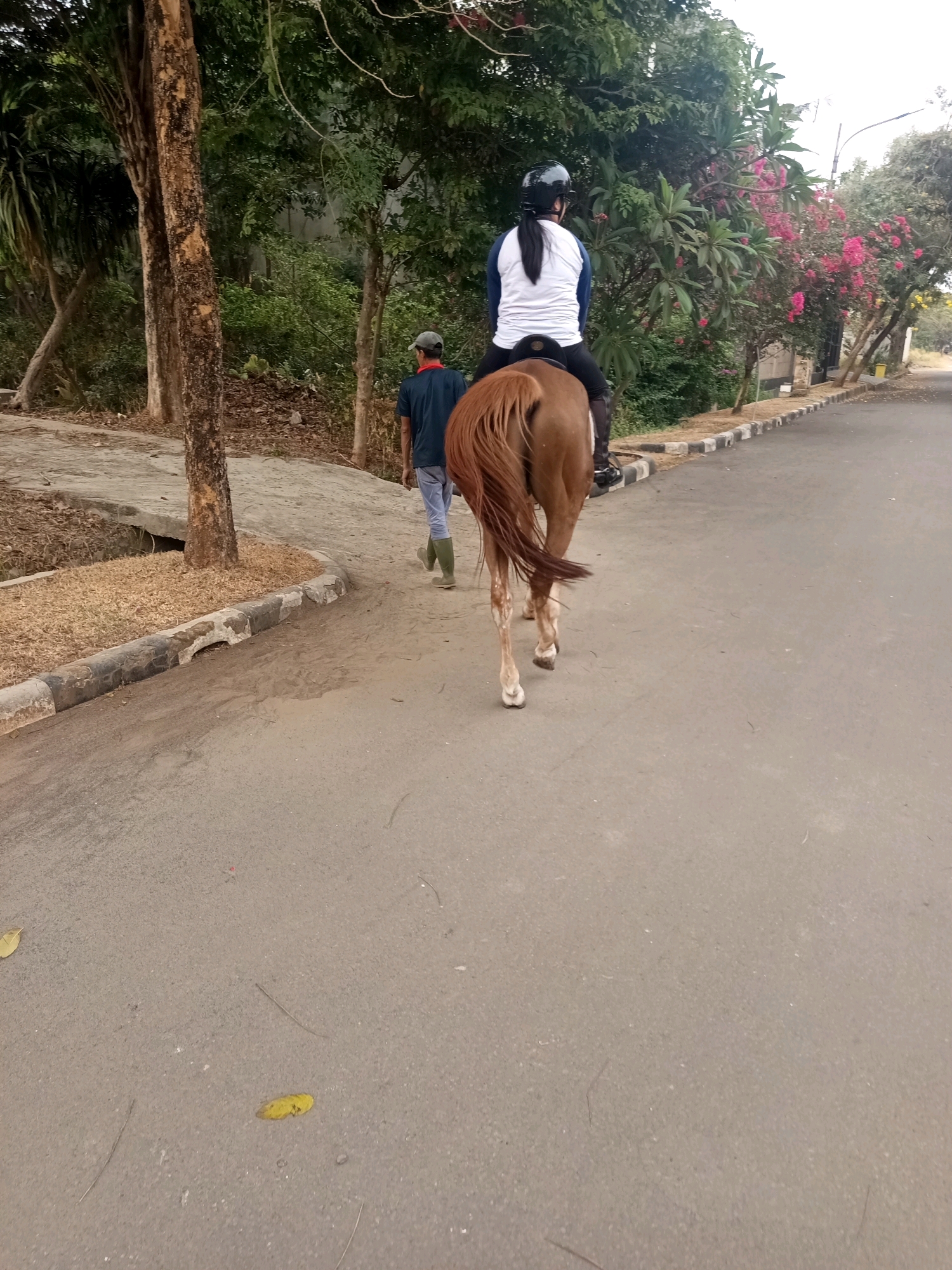 A brown horse with a rider wearing a white and blue shirt and a black helmet is walking on an asphalt road. A man in a dark blue shirt, gray cap, and green boots is walking behind the horse. The scene is outdoors with trees and flowering bushes on the side of the road. The road has a curb with black and white stripes. The environment suggests a rural or park-like setting within the city of West Jakarta, Indonesia.