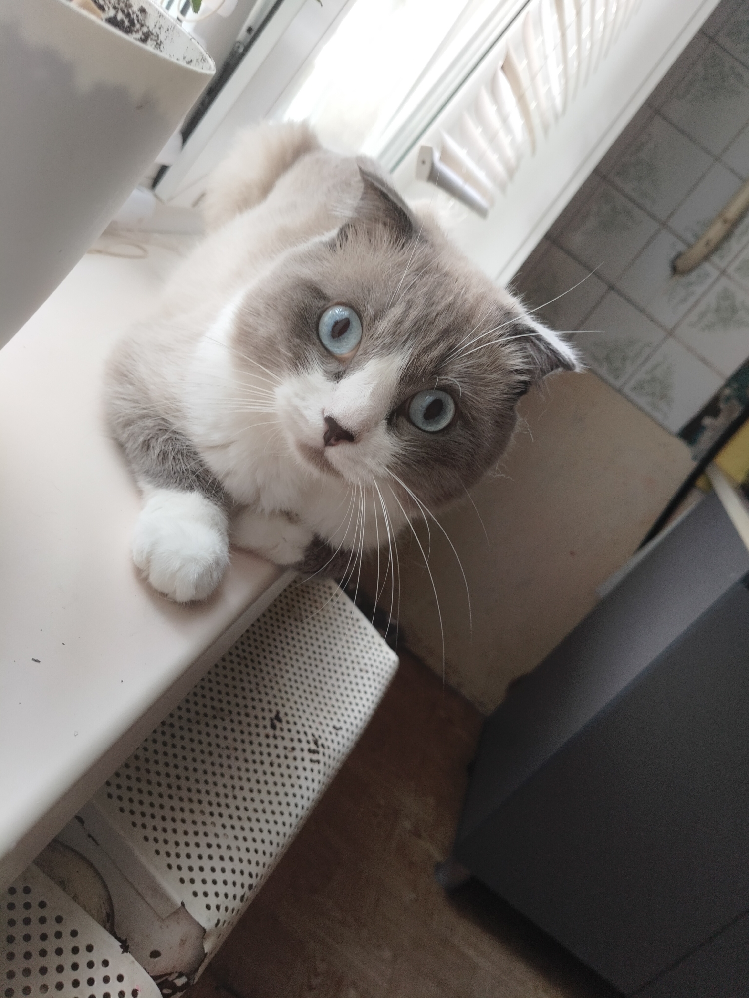 A high-angle, medium shot captures a Scottish Fold cat with striking blue eyes resting on a white windowsill. The cat's fur is a mix of white and grey, with distinctive folded ears. Its front paws are tucked beneath its chest, and its gaze is directed upwards, slightly to the right of the camera. To the left of the cat, a white pot with soil and a plant is partially visible. Below the windowsill, a grey radiator with a perforated cover is seen. The background shows a tiled wall and a dark grey cabinet. The lighting suggests an indoor setting, likely during the daytime, with light filtering in from a window. The image depicts a calm and curious feline subject in a domestic environment. This scene is not specifically located in the city of Asbest, Russia, as there are no identifying landmarks or contextual clues to suggest this location.