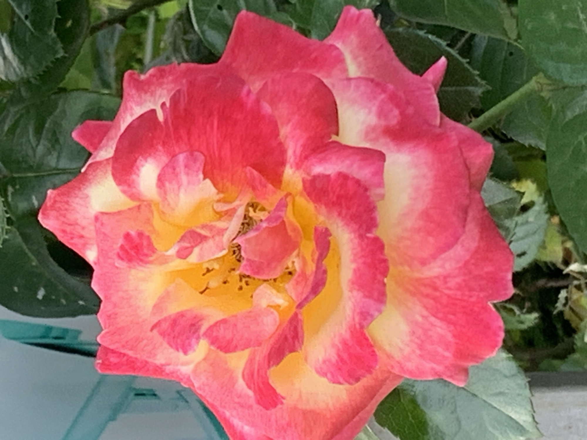 This is a close-up, eye-level photograph of a single rose in full bloom. The rose exhibits a vibrant bicolor pattern, with petals transitioning from a deep pink or crimson at the edges to a soft yellow or cream in the center. The petals are layered and ruffled, showcasing intricate textures and delicate curves. The stamen and pistil are visible in the center of the flower, hinting at the reproductive structures of the plant.
The rose is surrounded by lush green foliage, which provides a natural backdrop and creates a sense of depth. The leaves are varied in shape and size, some appearing smooth and others having serrated edges, suggesting different types of leaves or variations in lighting and focus. A hint of a teal object is visible in the lower left corner of the frame, possibly a vase or other decorative element, but it is largely out of focus.
The lighting appears to be natural, suggesting it might be daytime, possibly morning or afternoon, given the soft illumination and the absence of harsh shadows. The overall mood conveyed by the image is one of natural beauty, serenity, and the delicate vibrancy of a blooming flower. There is no visible text in the image. The location is unknown, but the presence of the rose and foliage suggests an outdoor garden setting.