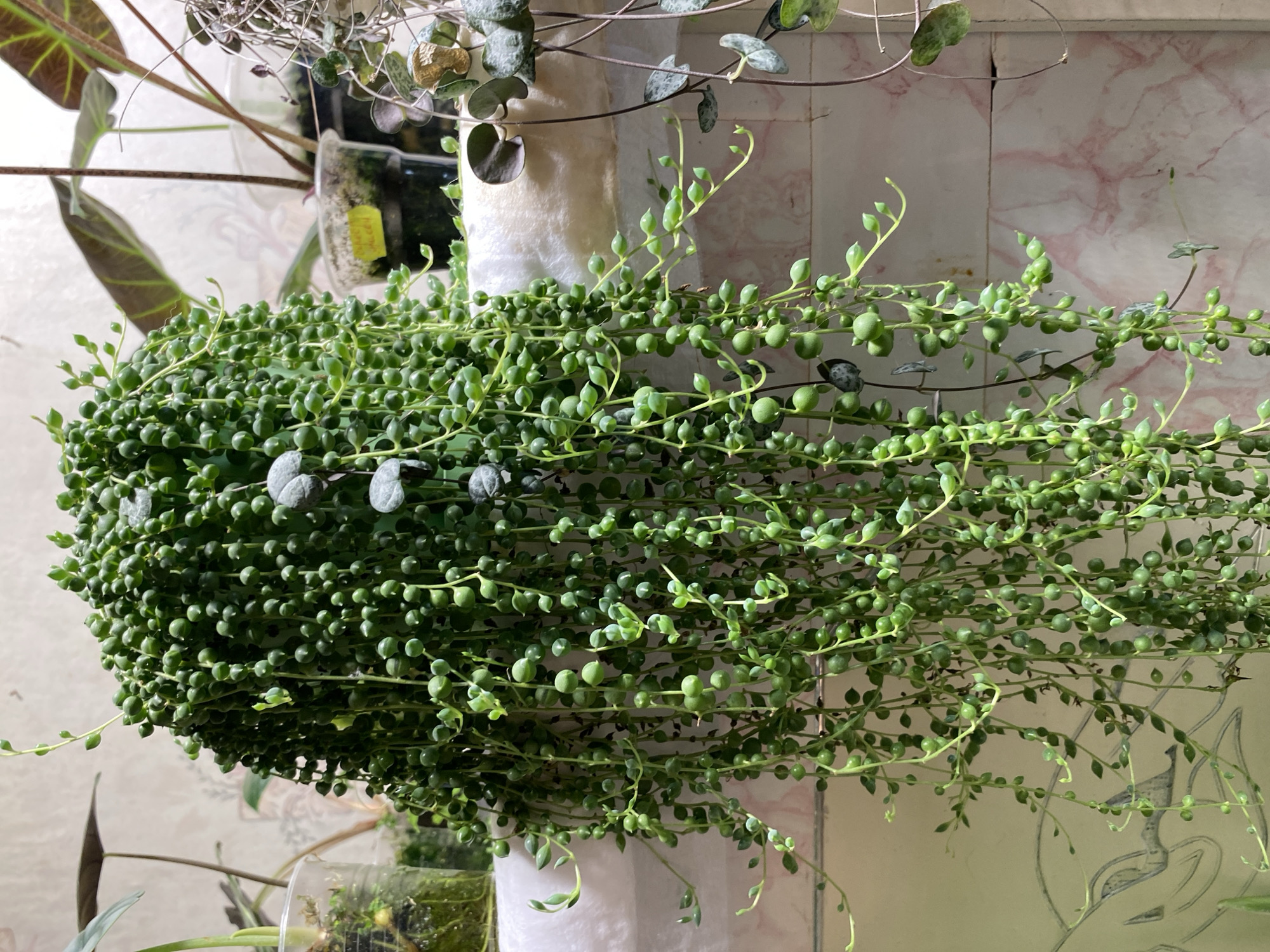 A string of pearls succulent plant with numerous spherical green leaves cascades downwards. The plant is in a pot, and several other plants are visible in the background, some in clear plastic containers and others in dark pots. The background appears to be an indoor setting with a wall featuring a marble-like pattern. The lighting suggests an indoor environment. There is no indication of the location being Borovichi, Russia.