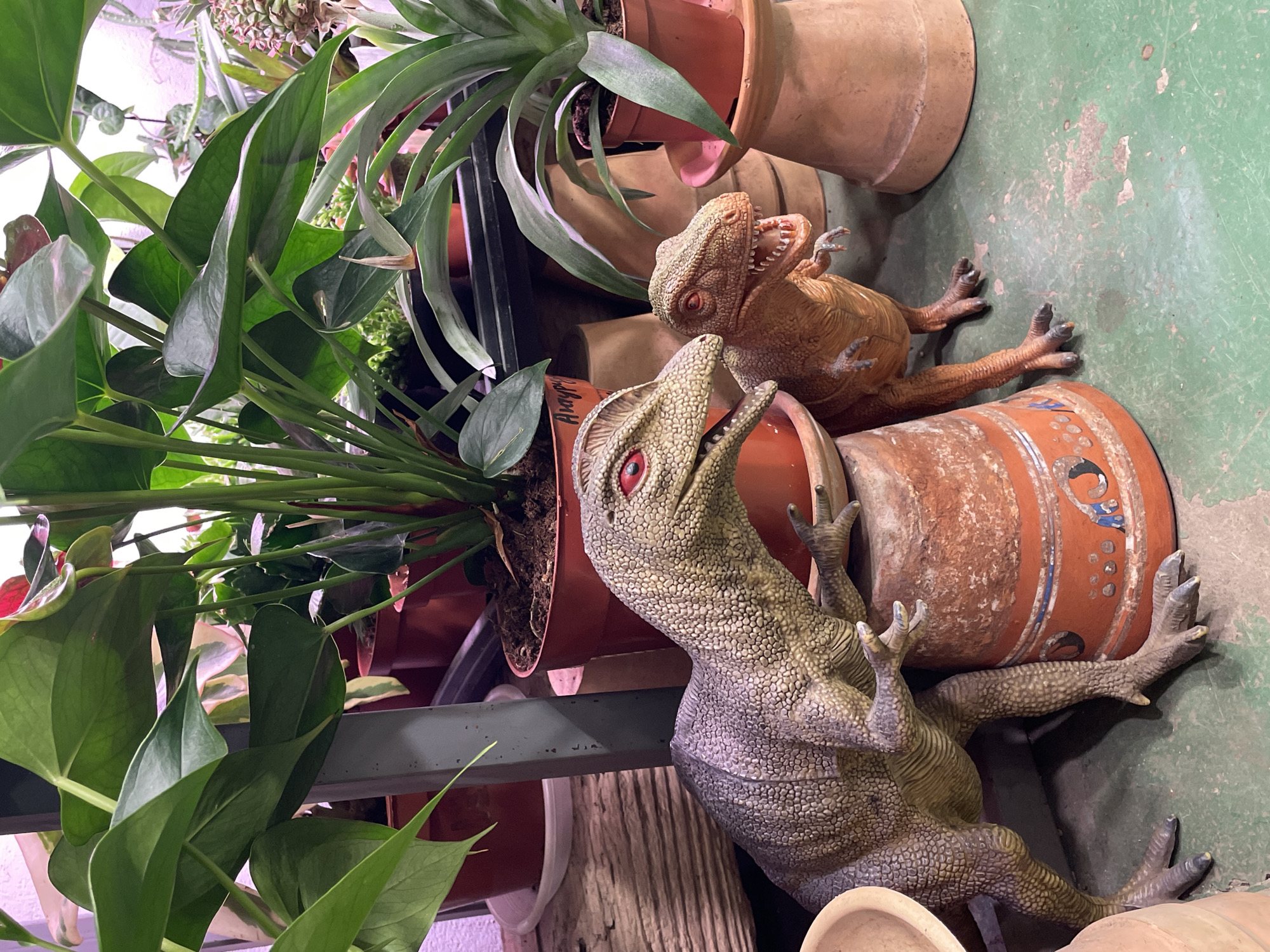 The image shows two dinosaur figurines positioned amongst plants and terracotta pots. The larger figurine, in the foreground, is gray-green with red eyes and an open mouth. It appears to be resting on an orange terracotta pot decorated with blue and brown markings. Behind it and to the right is a smaller, brown figurine also with an open mouth. The terracotta pots are of various sizes and styles, some stacked haphazardly. The plants are primarily green, with large leaves suggesting a tropical or semi-tropical variety. The background is a combination of plant foliage and the terracotta pots. The lighting appears to be indoor, potentially artificial, illuminating the scene with an even, slightly cool tone. There is no information in the image to confirm a location in Saint Petersburg, Russia.